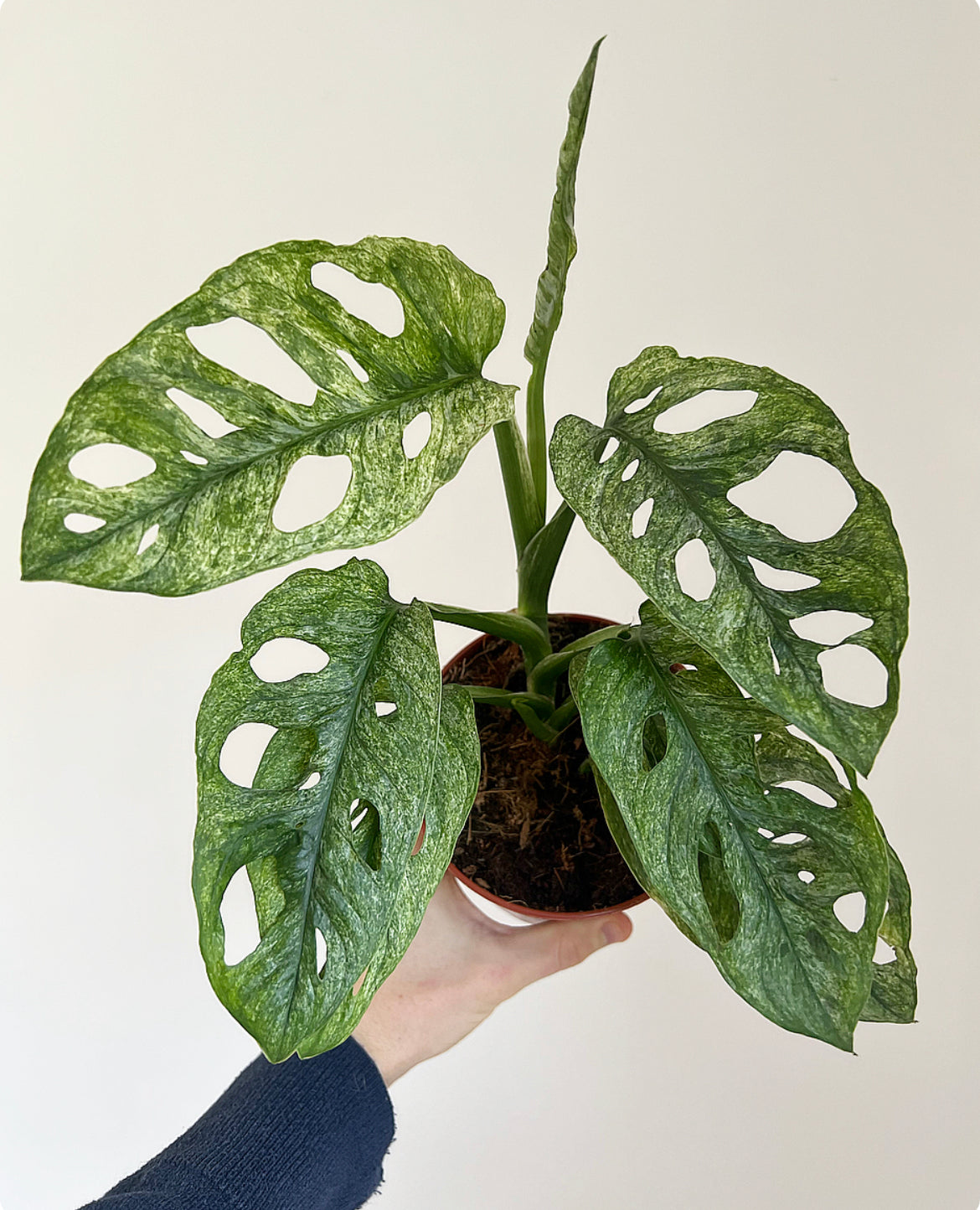 Monstera adansonii MINT