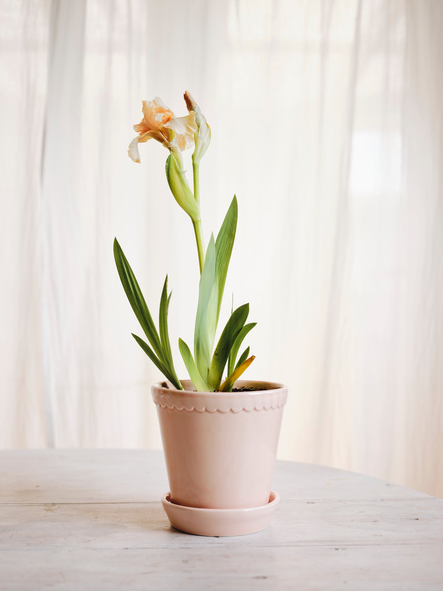 Helena rose glazed pot