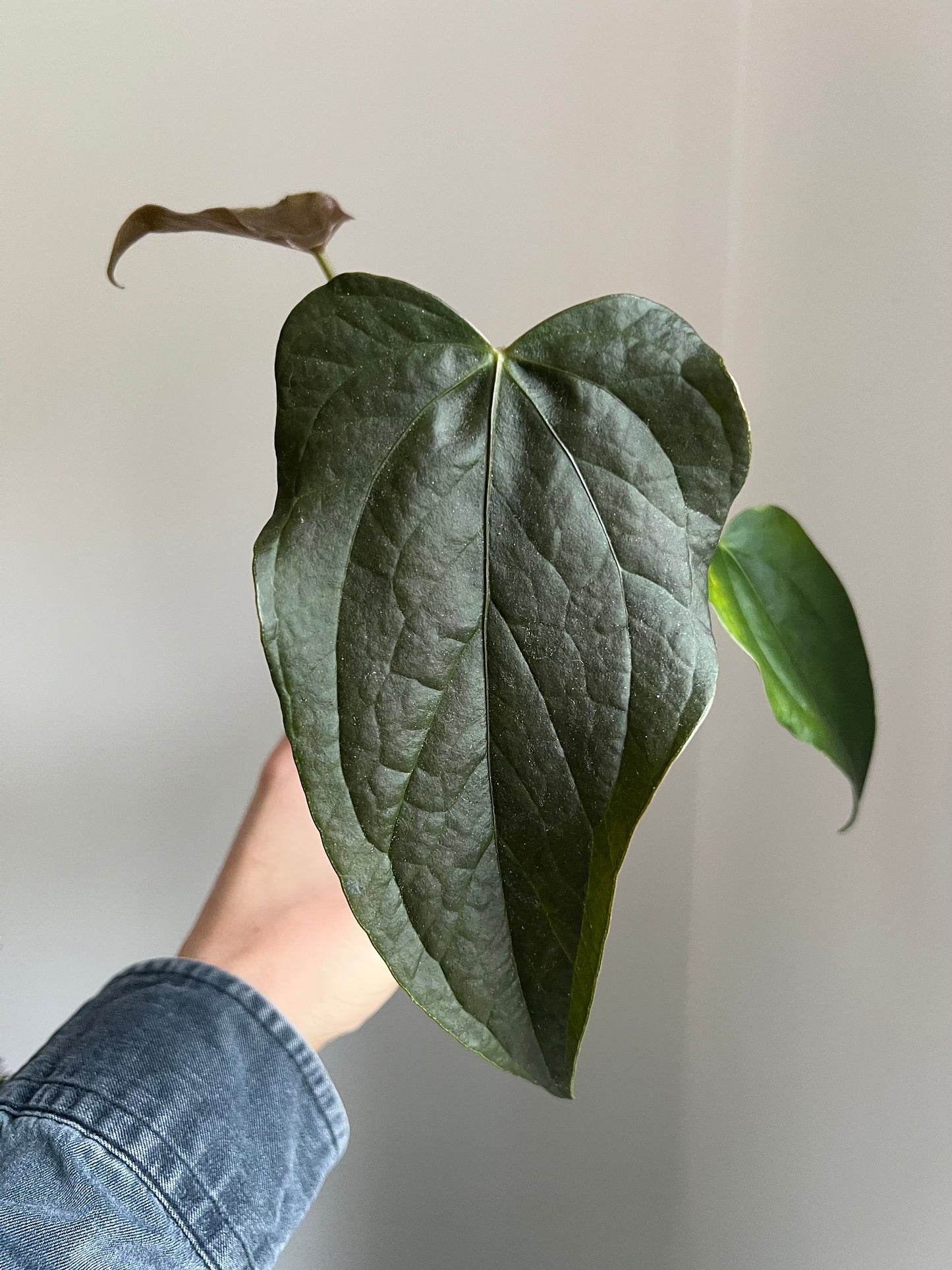 Anthurium queen of hearts