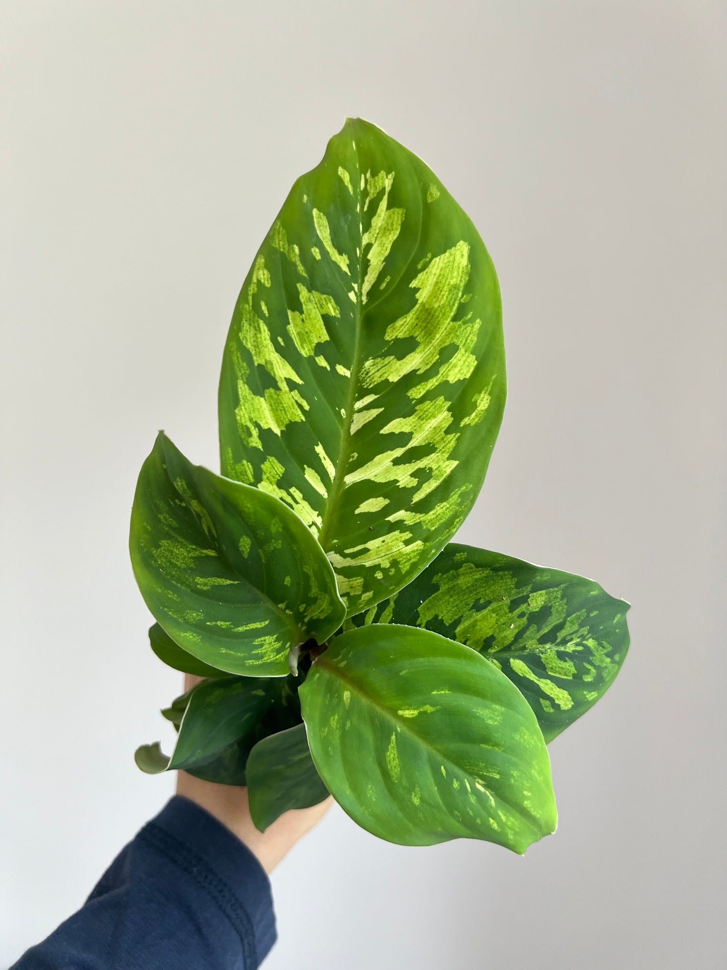 Aglaonema wallisii Camouflage