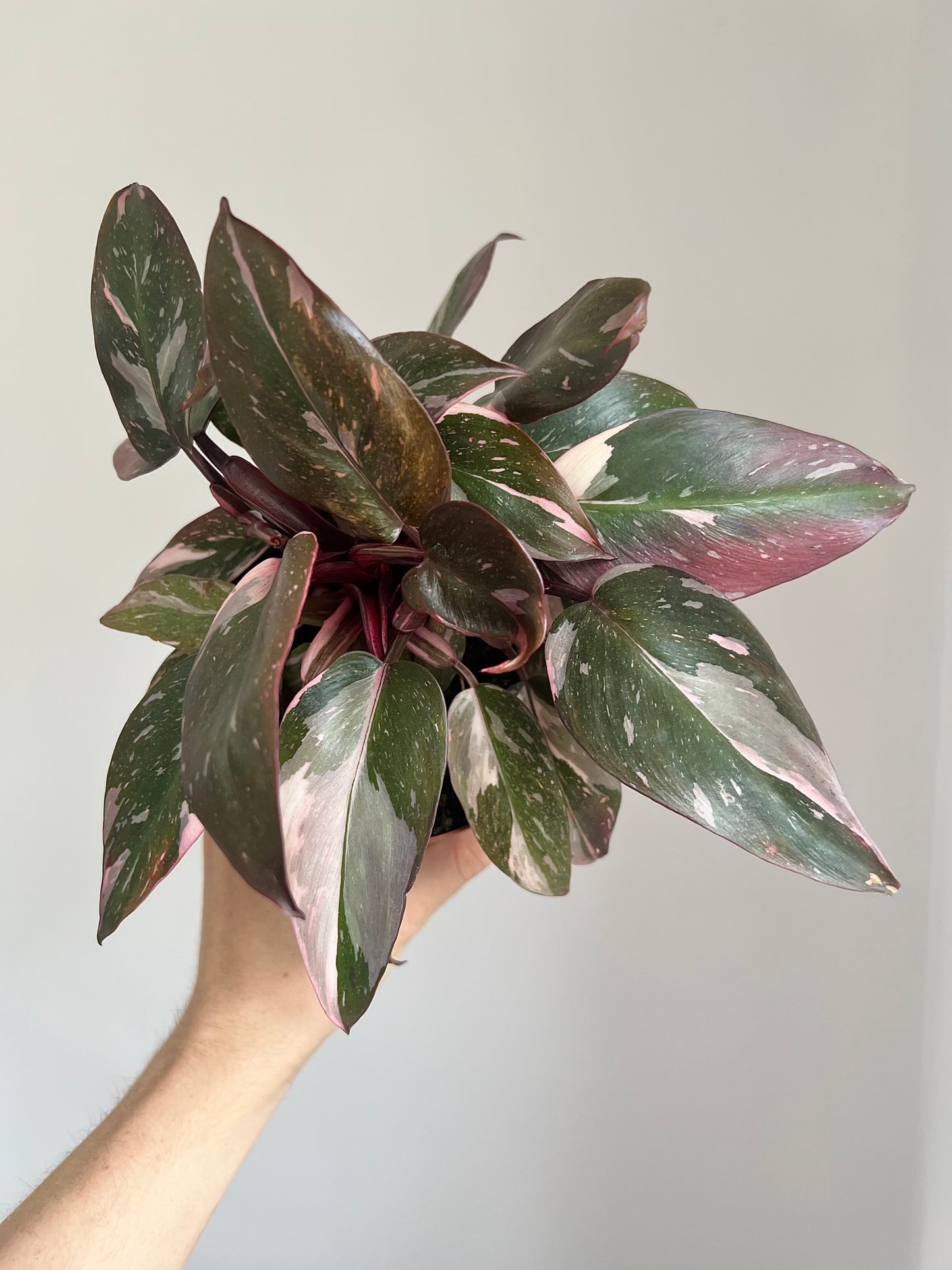 Philodendron pink princess