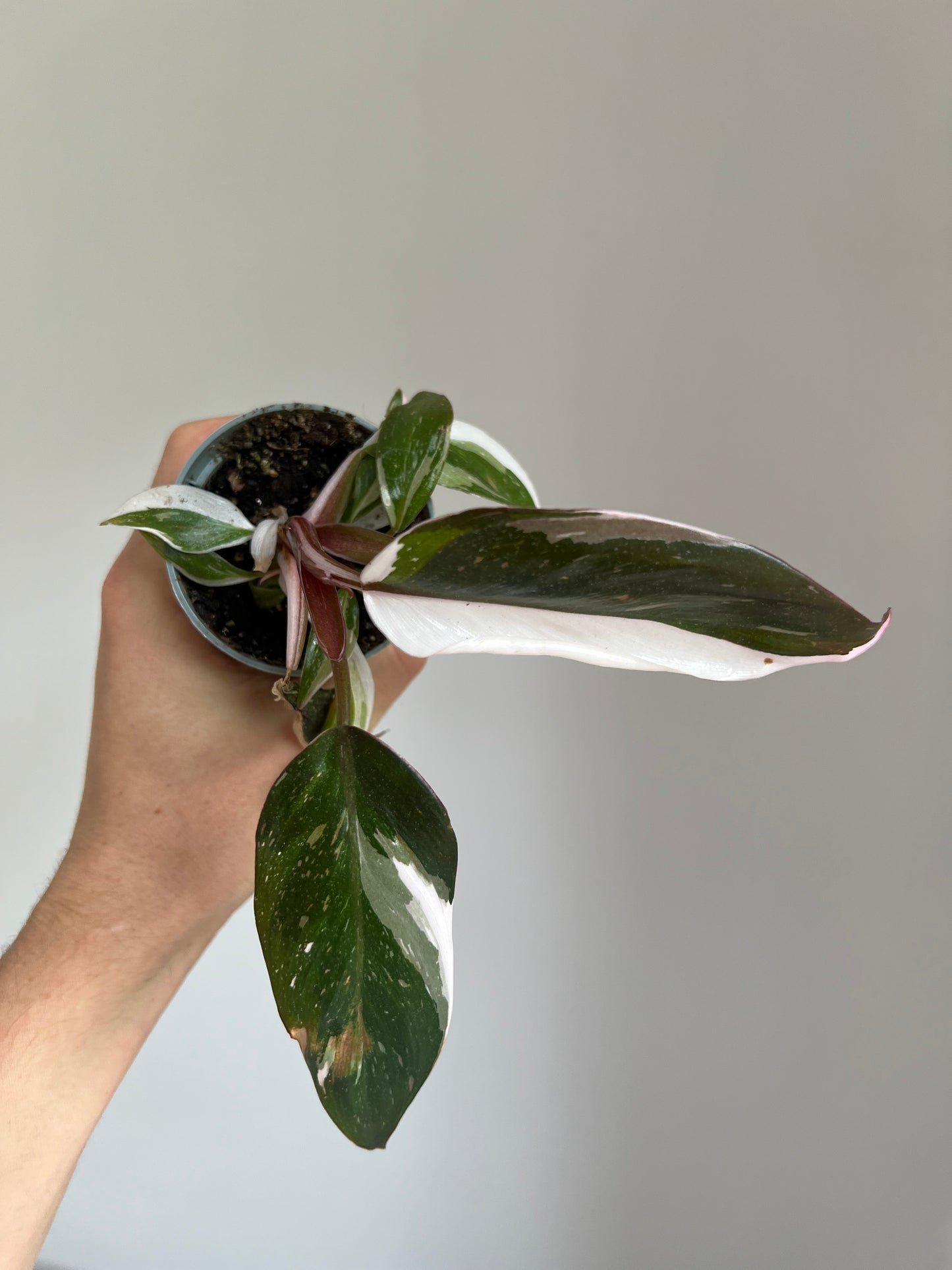 Philodendron red Anderson