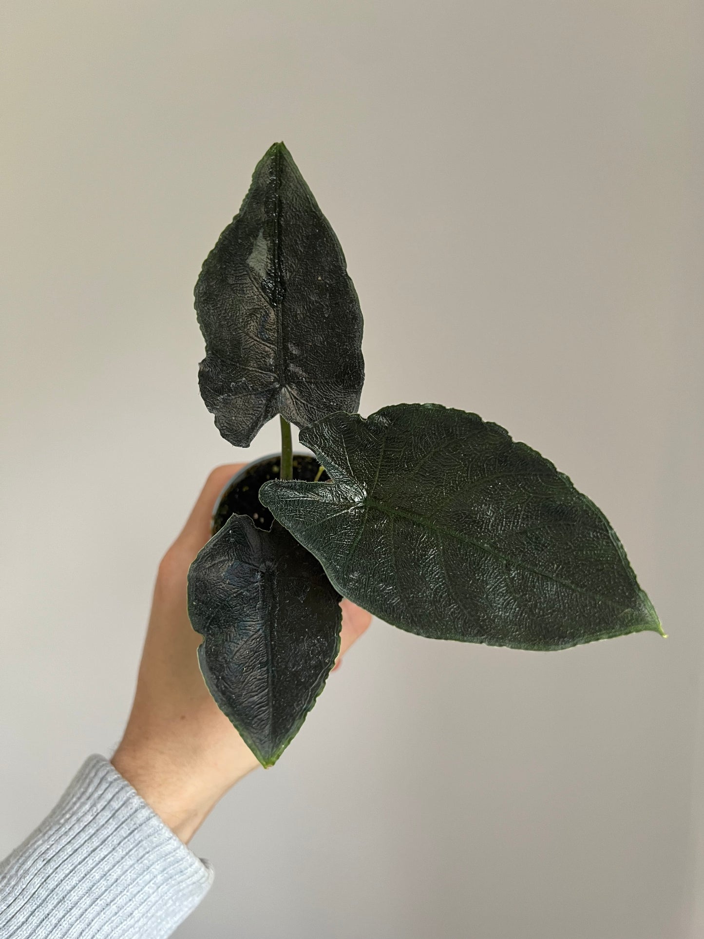 Alocasia antoro velvet