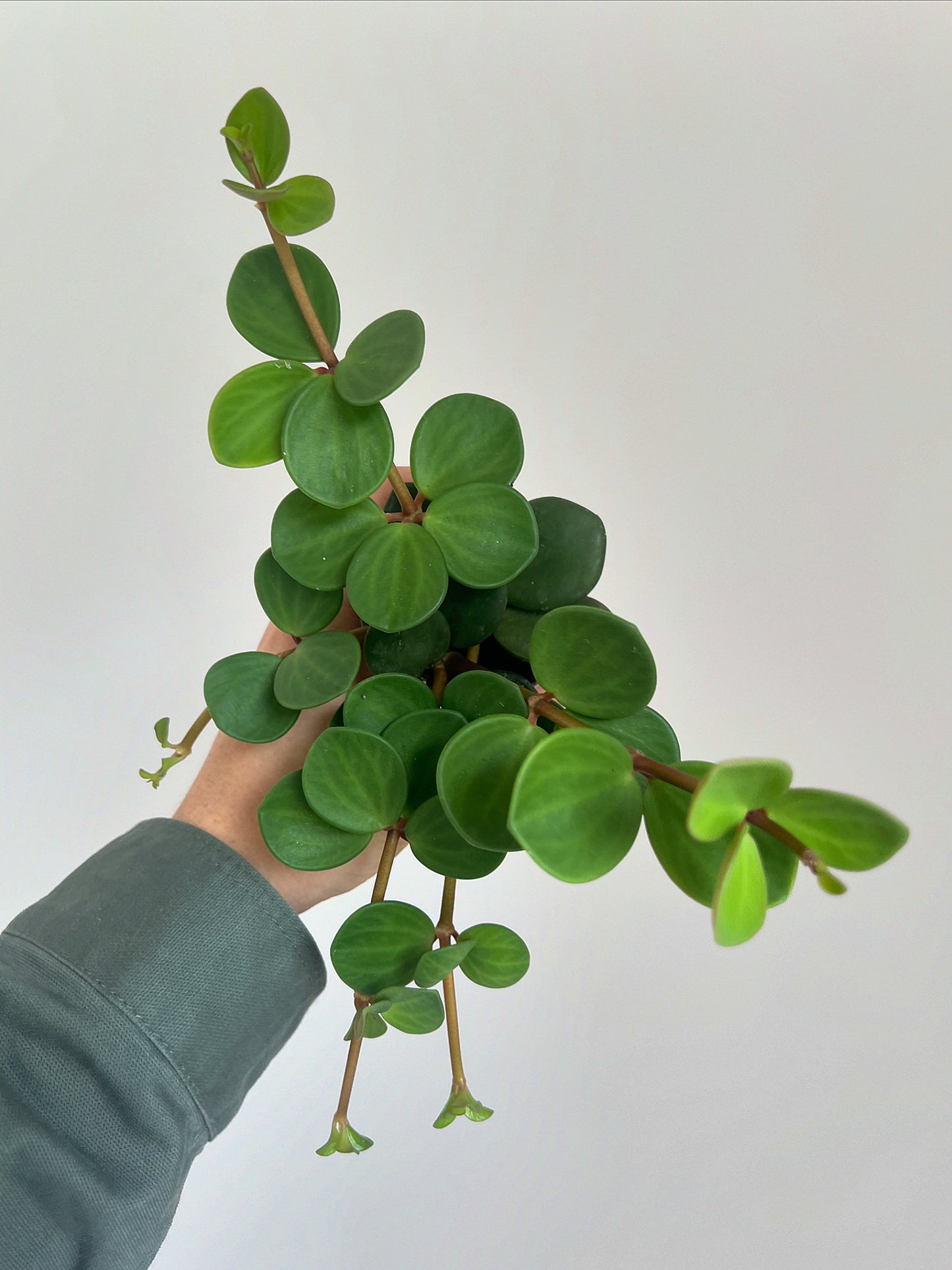 Peperomia hope