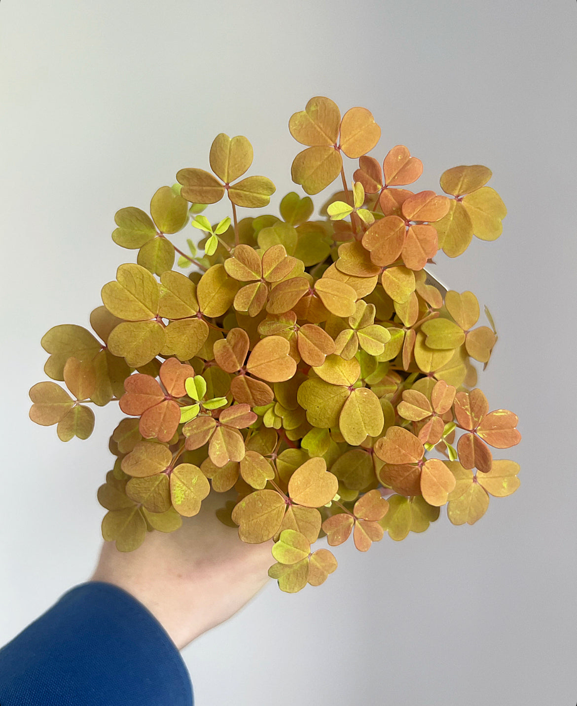 Oxalis sunset velvet