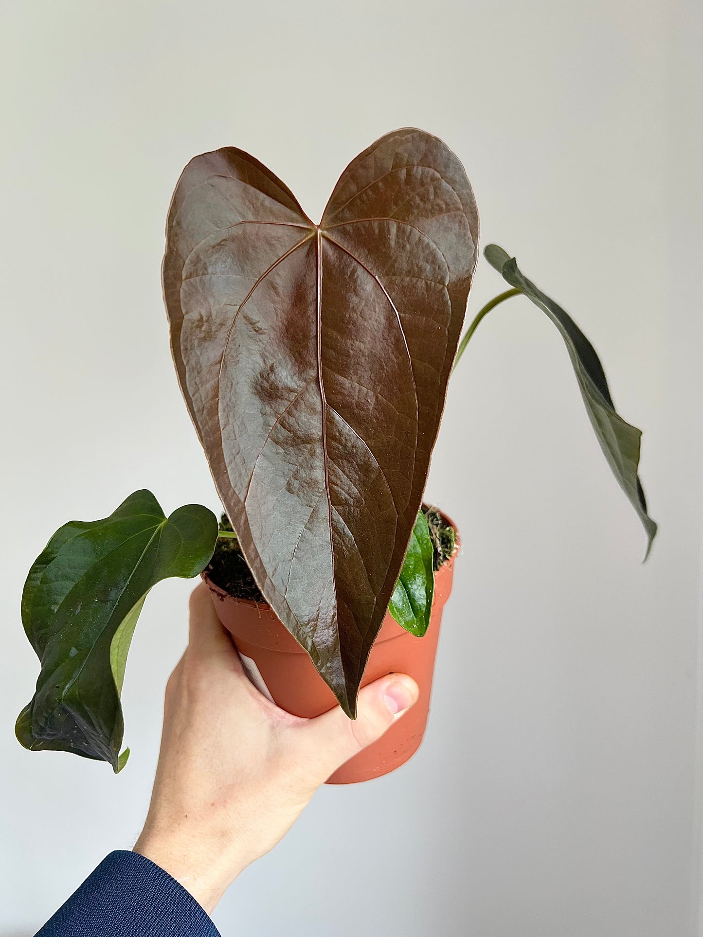 Anthurium queen of hearts