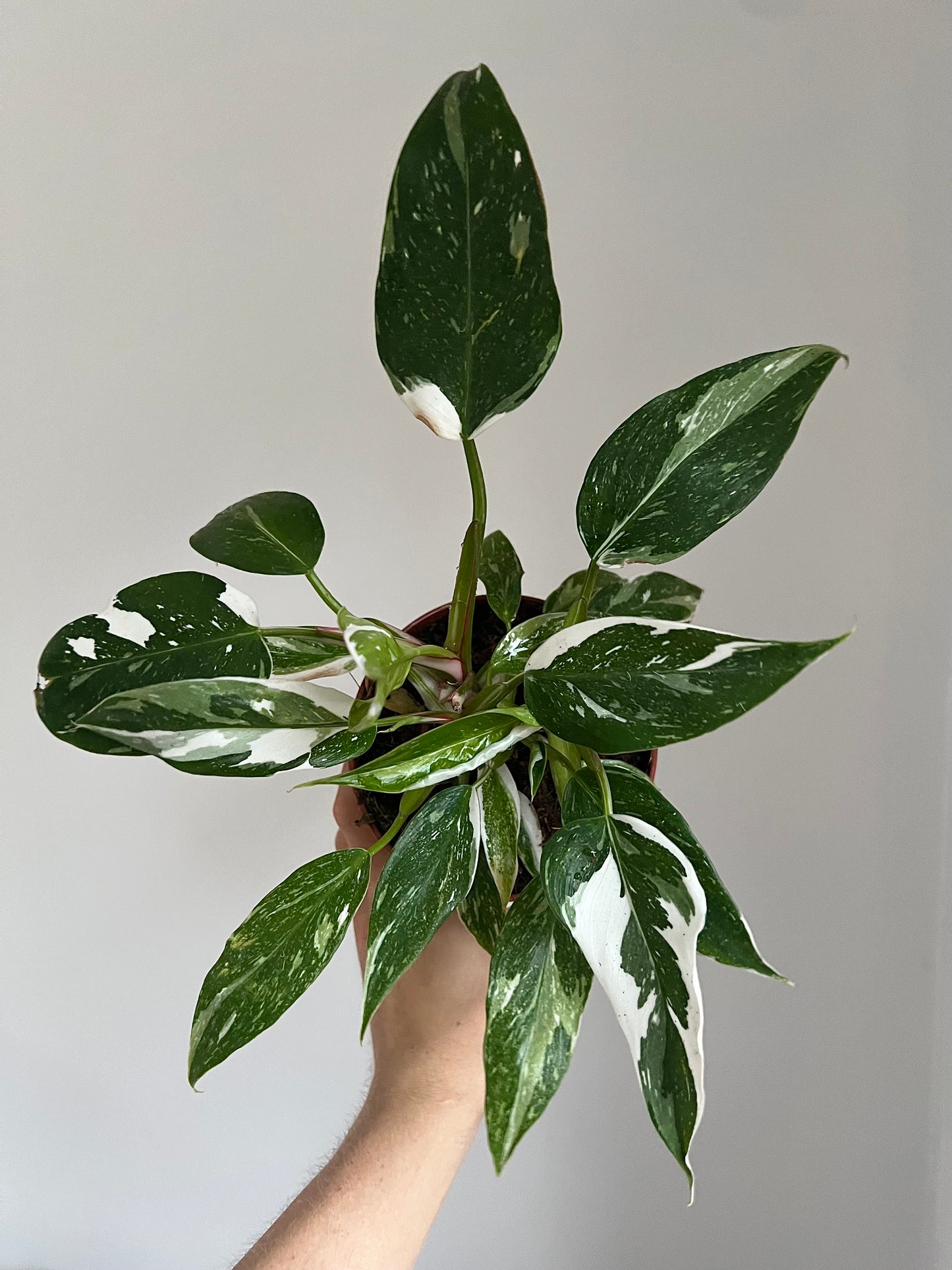 Philodendron white princess