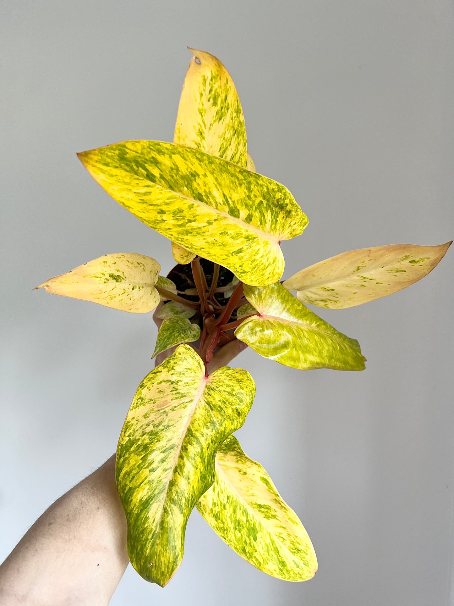 Philodendron painted lady