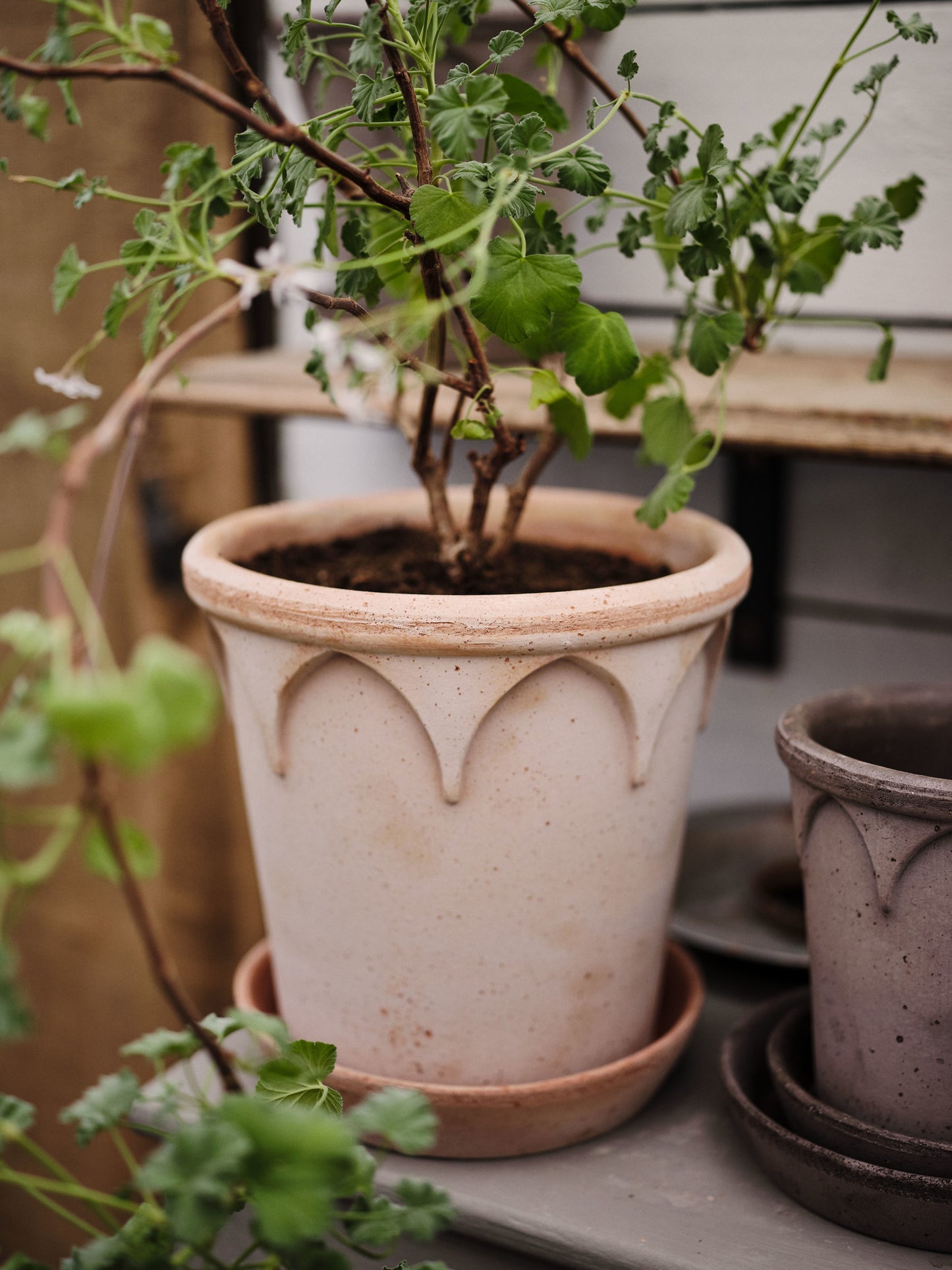 Elizabeth rose pot