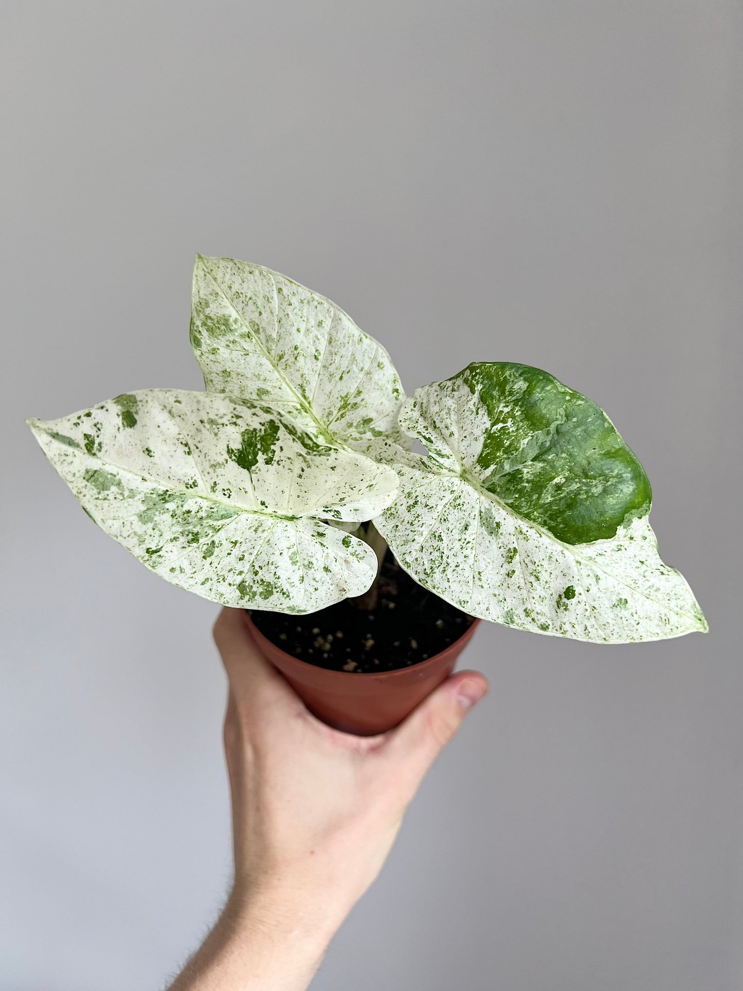 Alocasia macrorrhiza splash