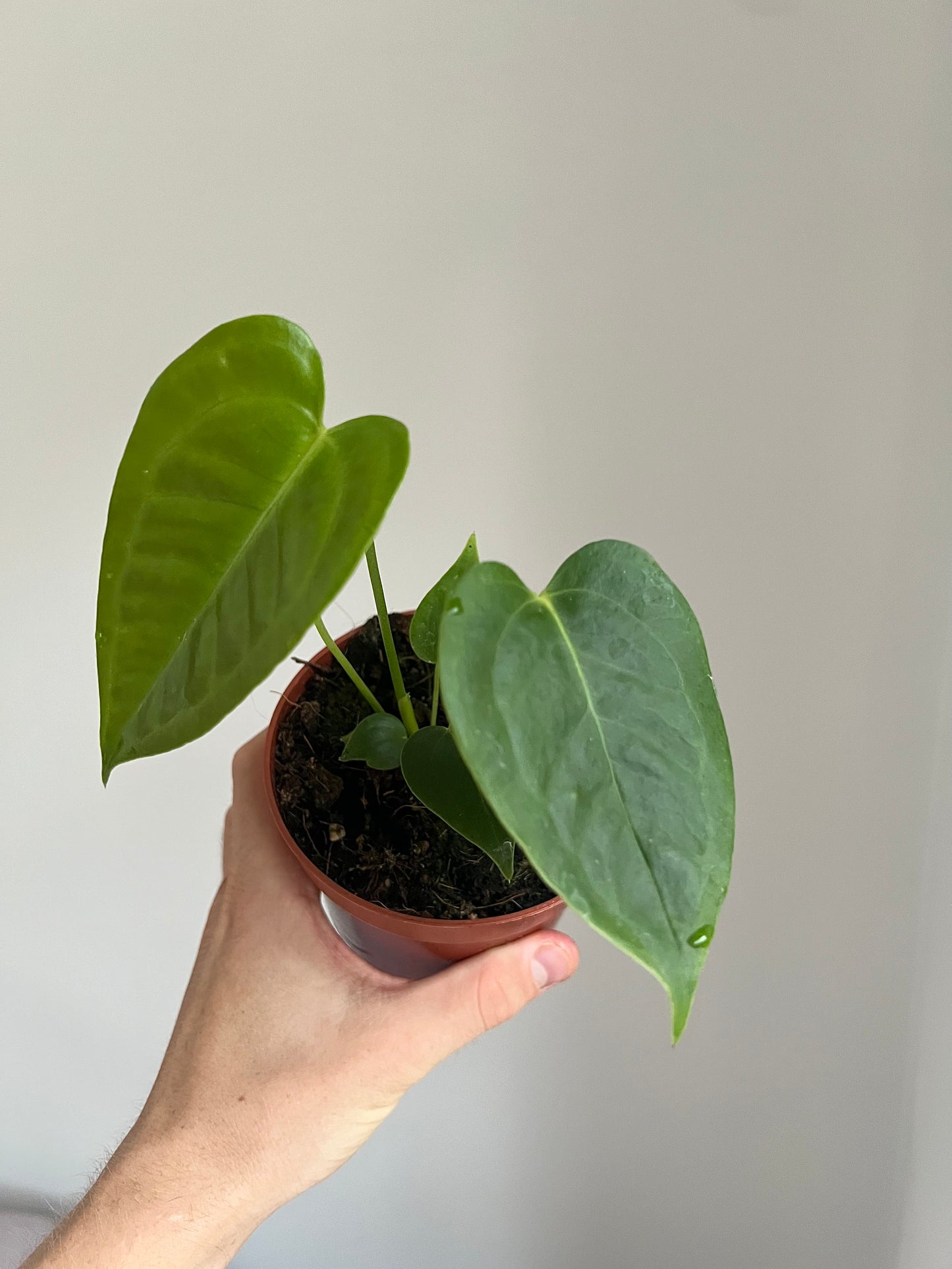 Anthurium veitchii