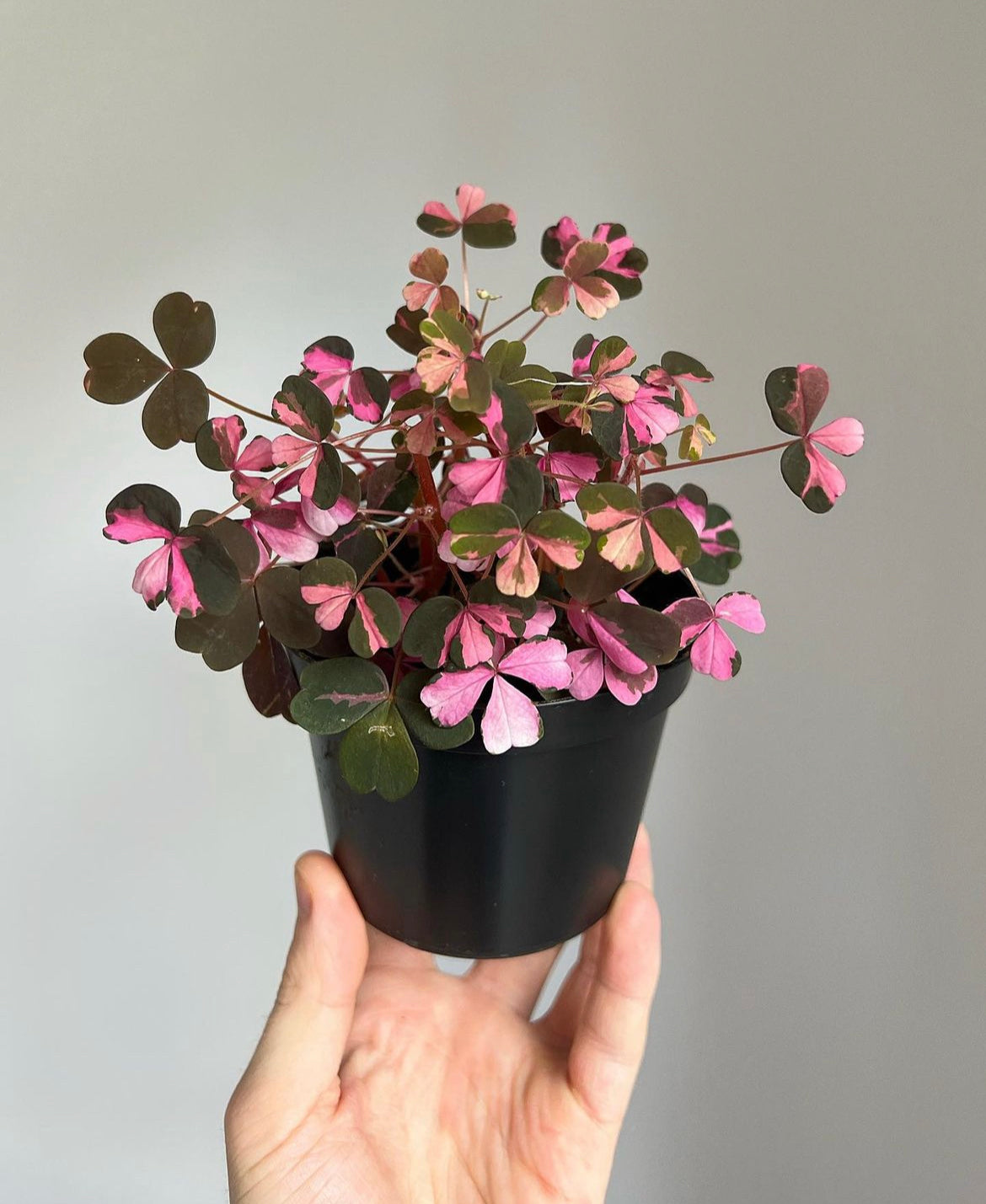 Oxalis plum crazy