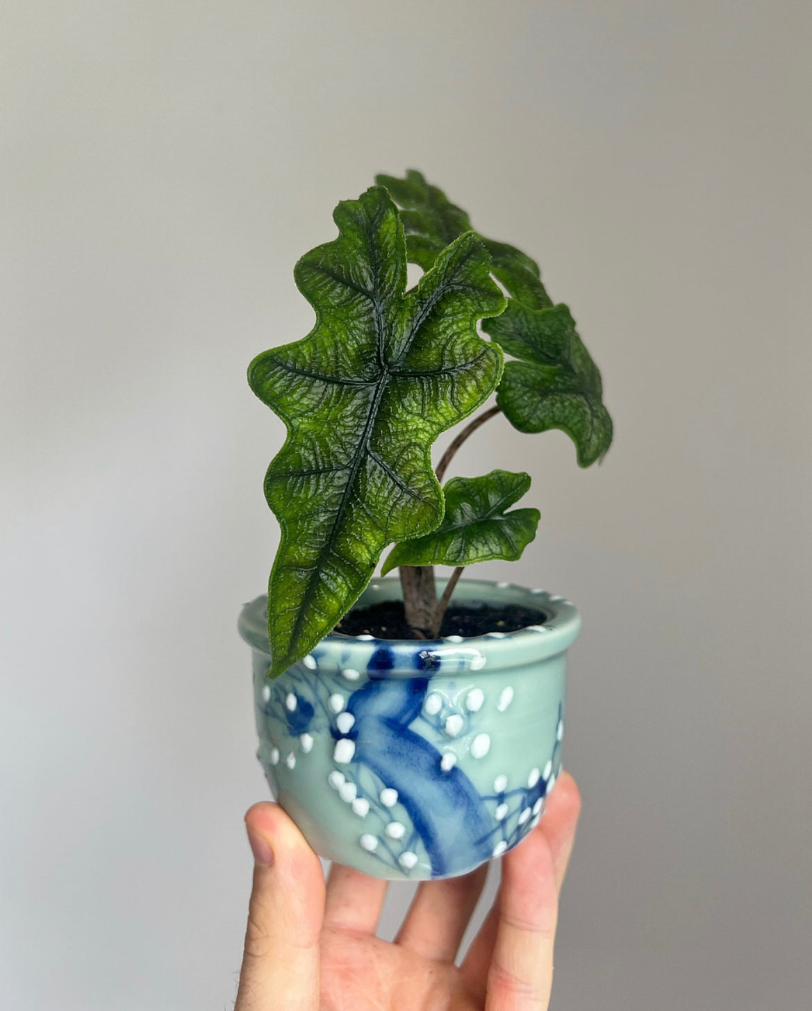 Alocasia Jacklyn