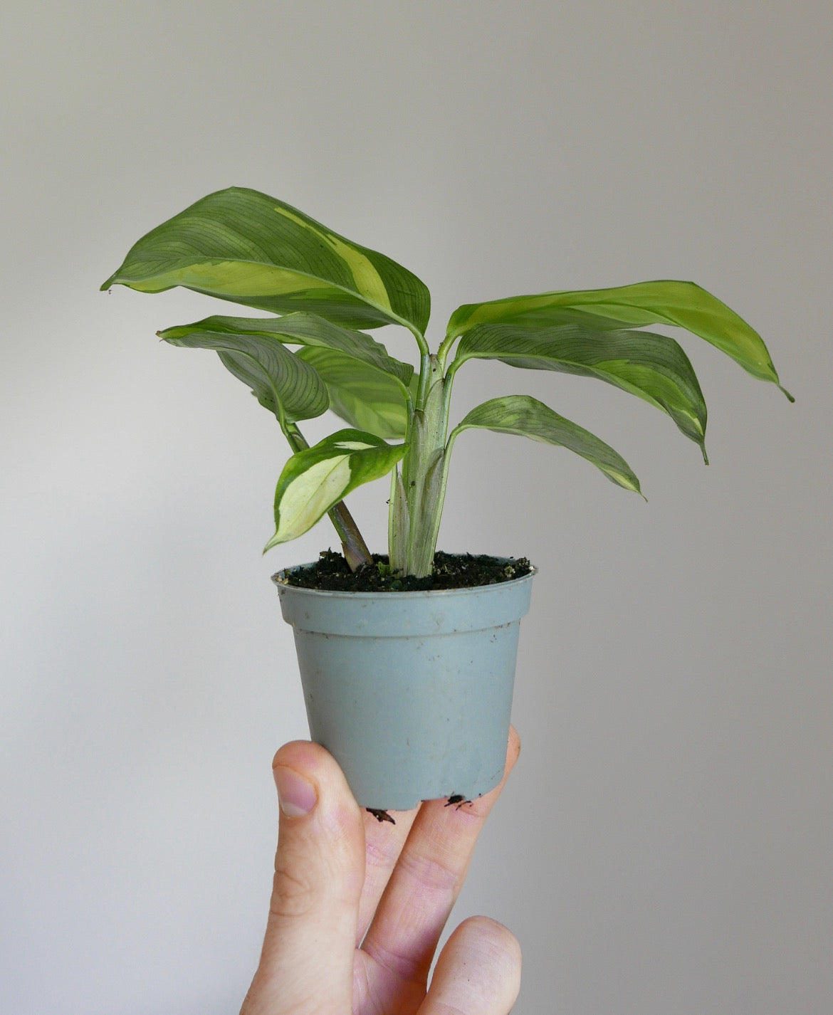 Ctenanthe golden mosaic