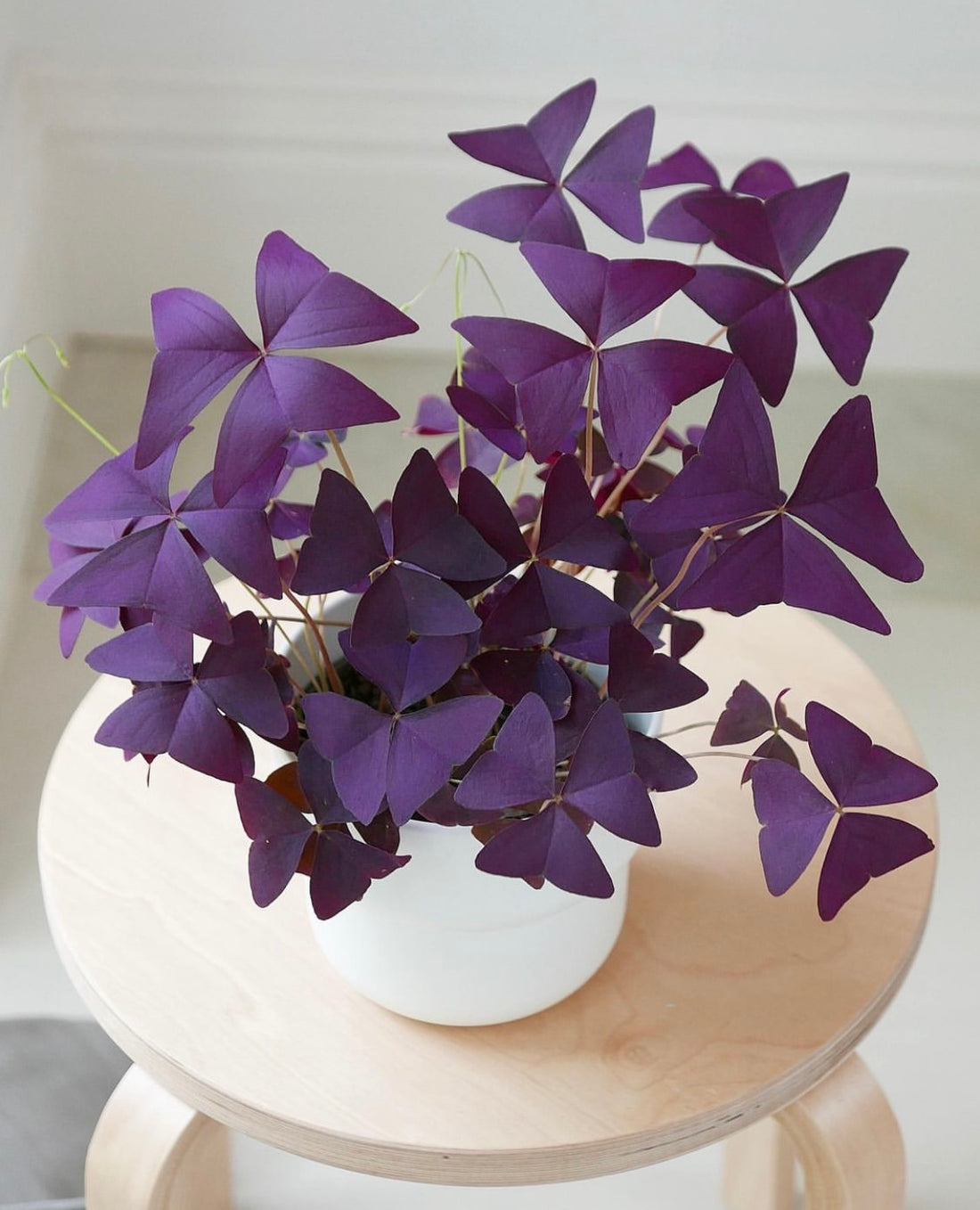 How to grow oxalis triangularis from bulb