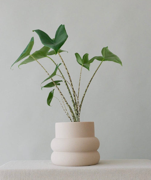 Pots/Vases