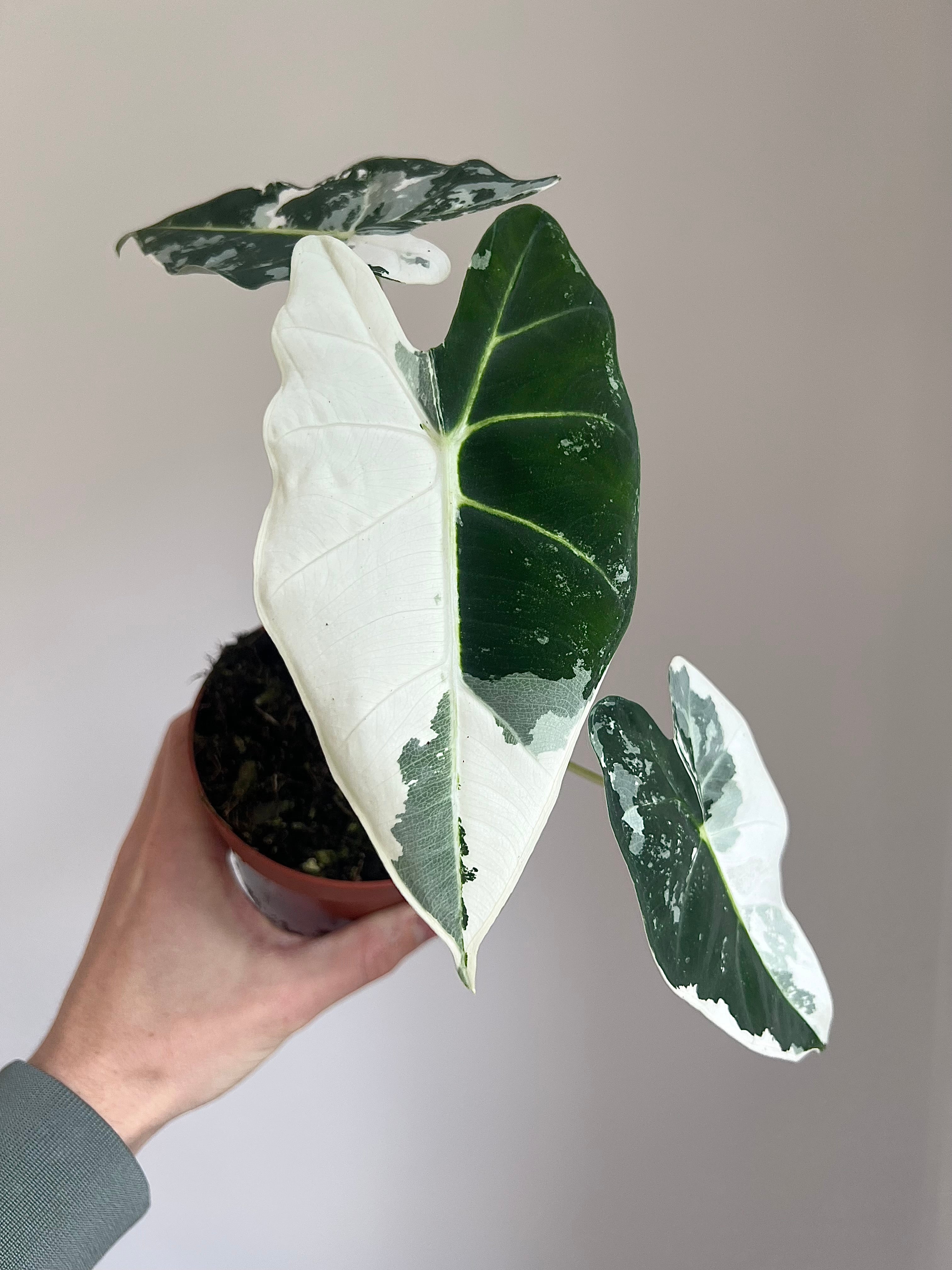 Houseplants
