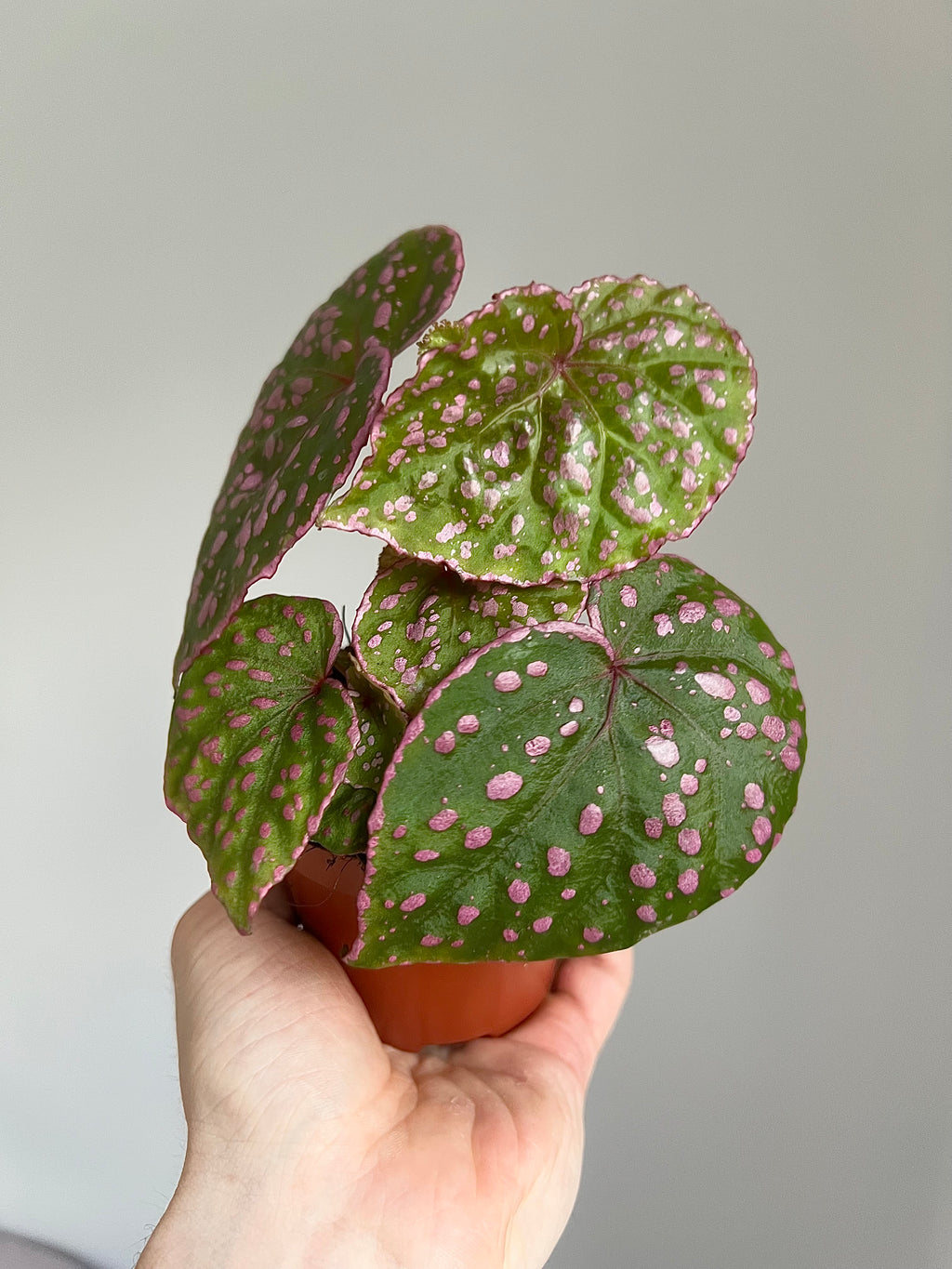 Begonia Roseopunctata