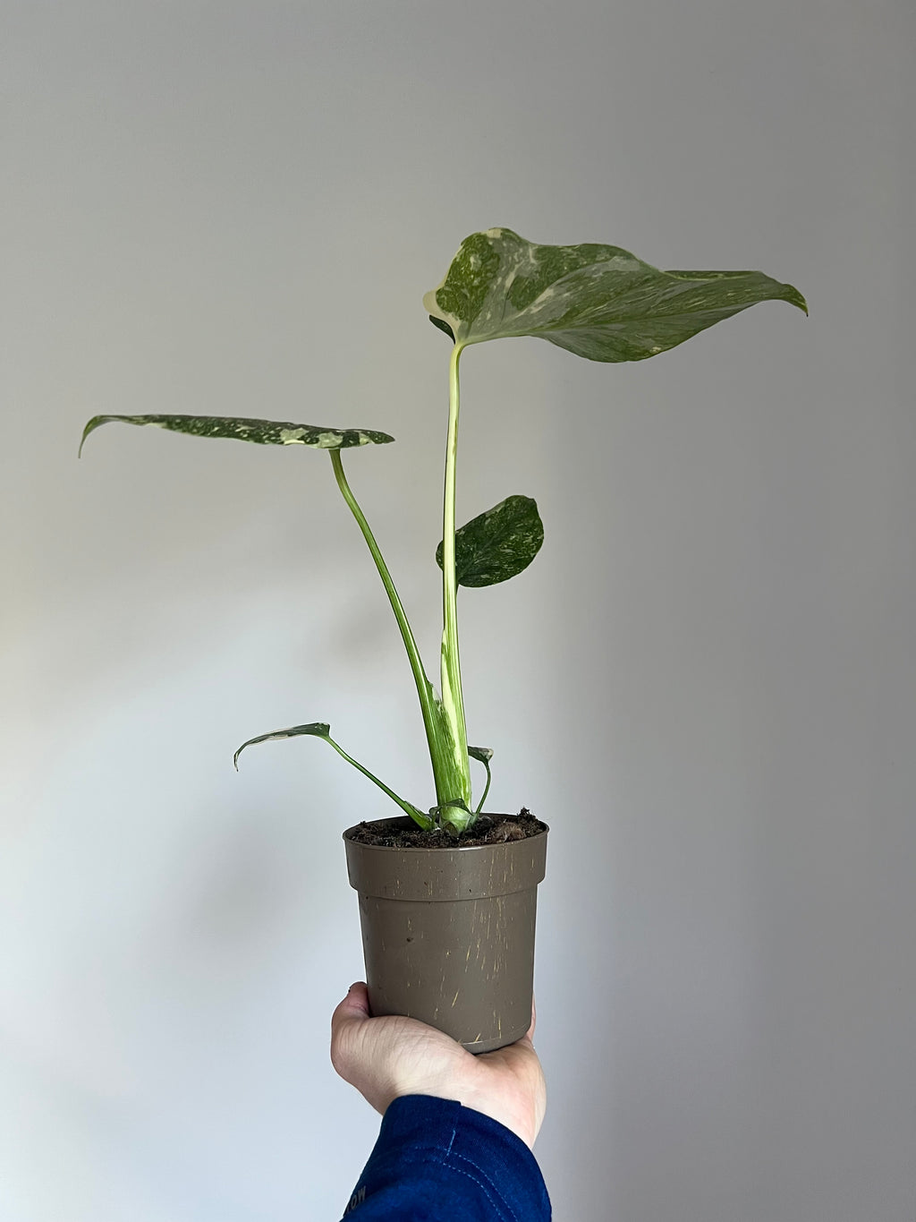 Monstera Thai constellation