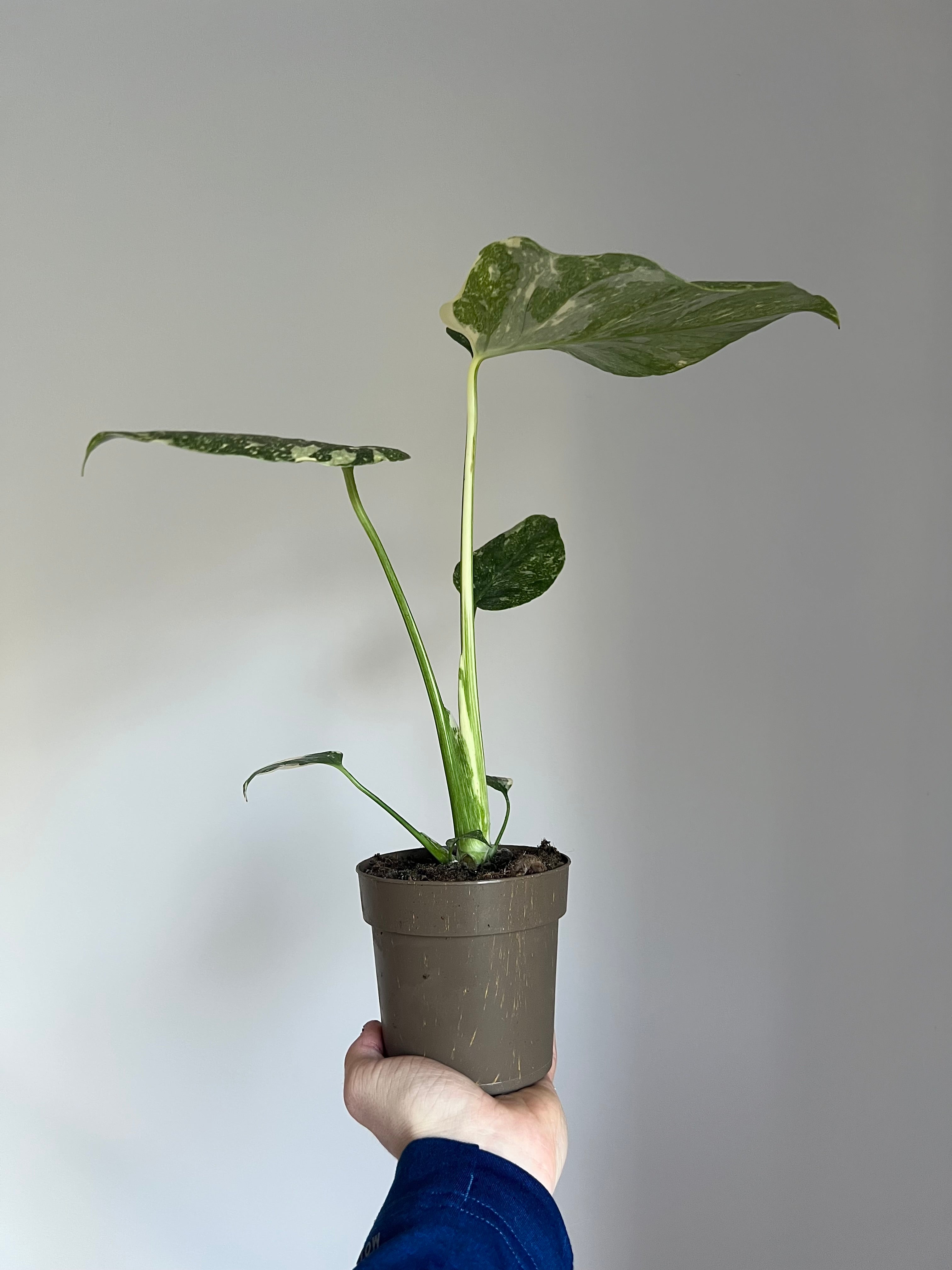 Monstera Thai constellation