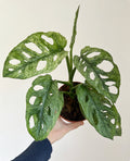 Monstera adansonii MINT