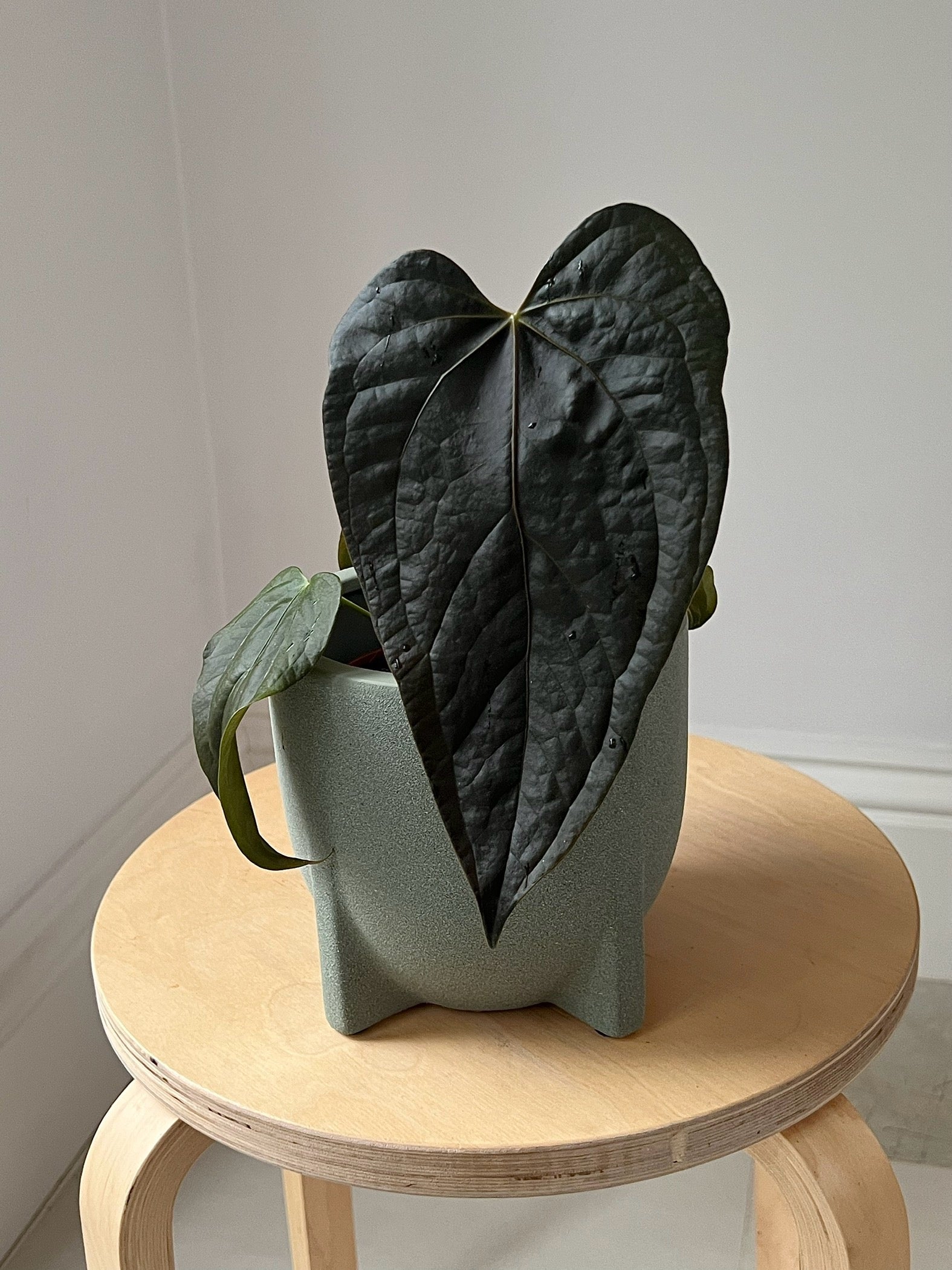 Anthurium queen of hearts