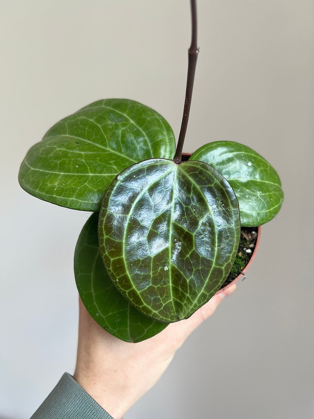 Hoya Sarawak cream