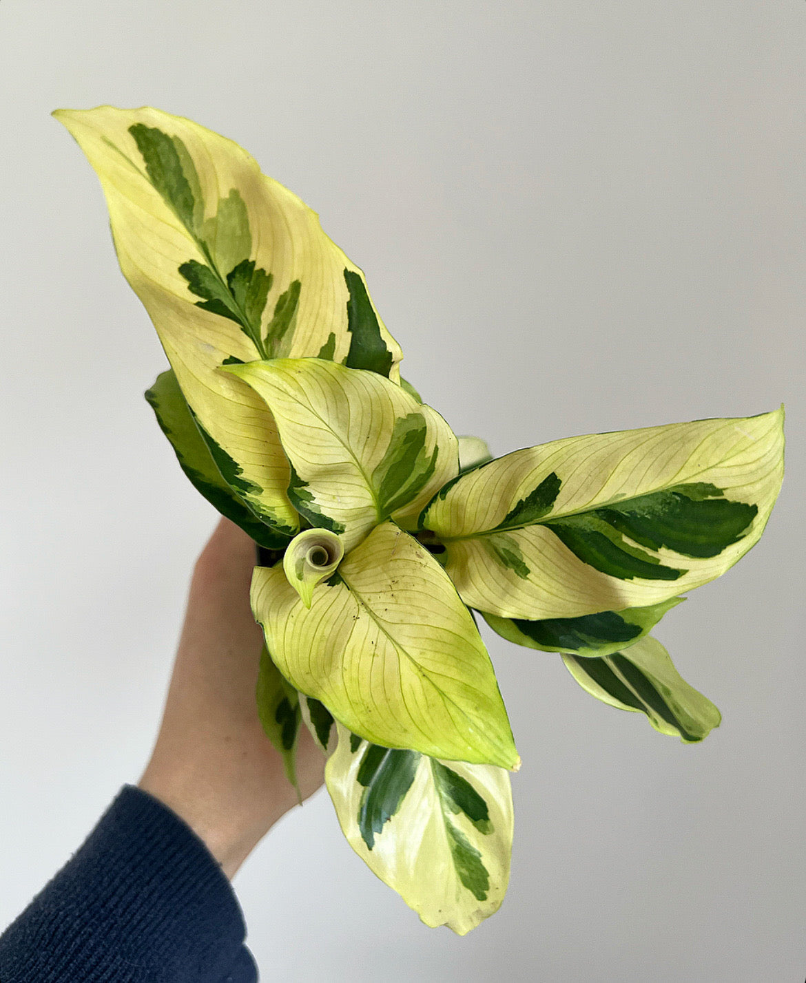 Calathea Yellow fusion