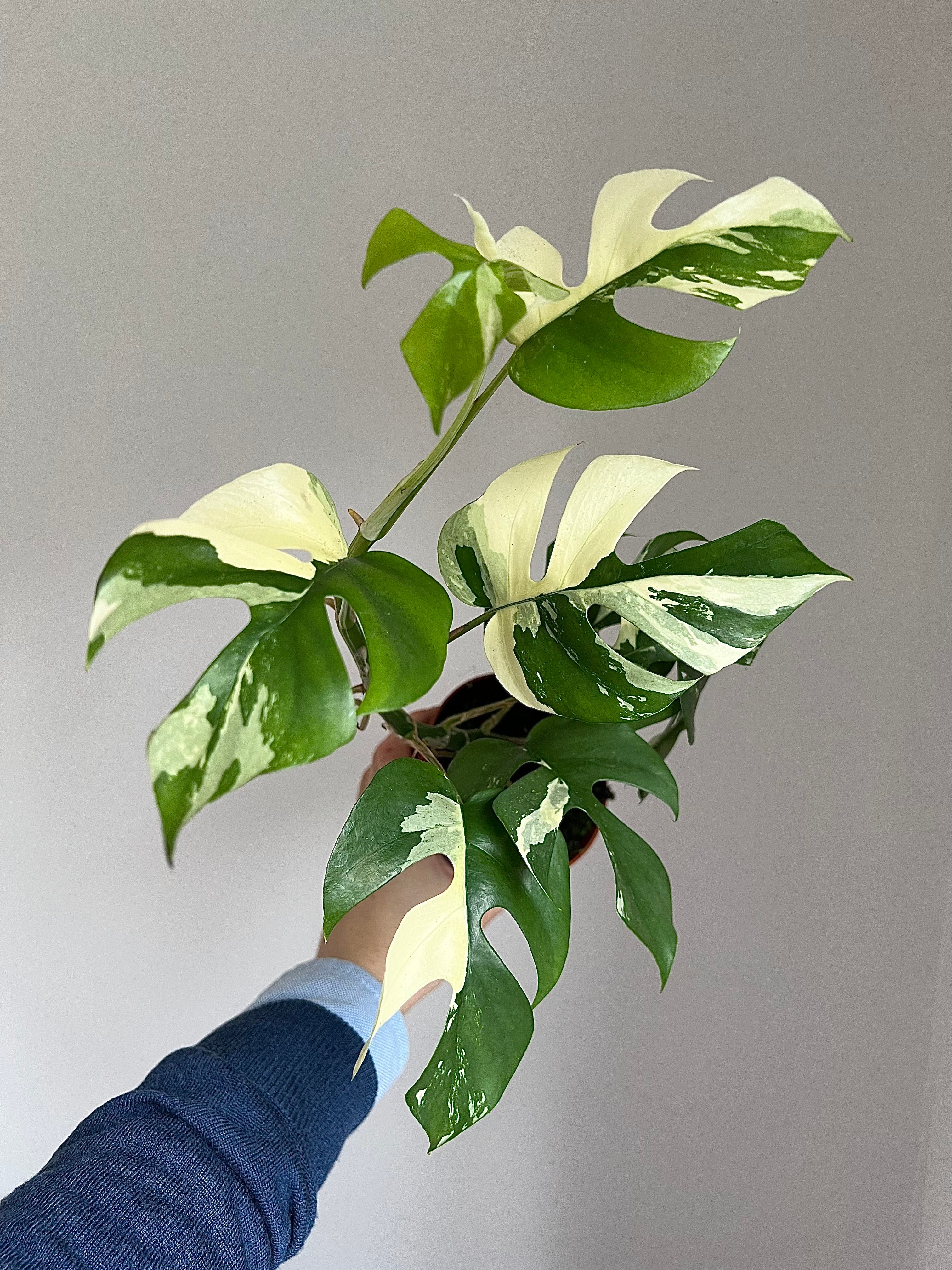 Rare plant subscription – 3 months from £90