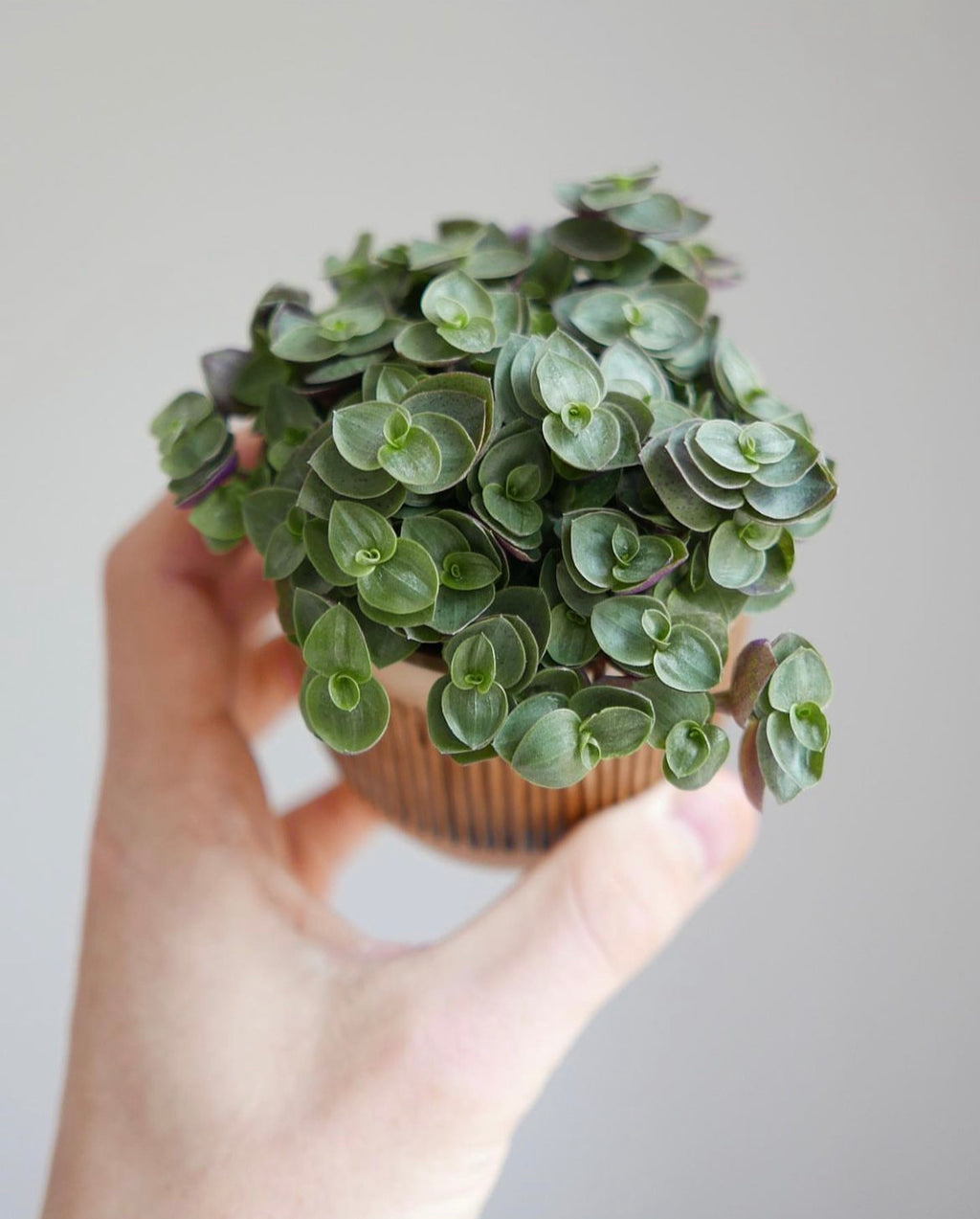 Mini plants subscription (Free Delivery)