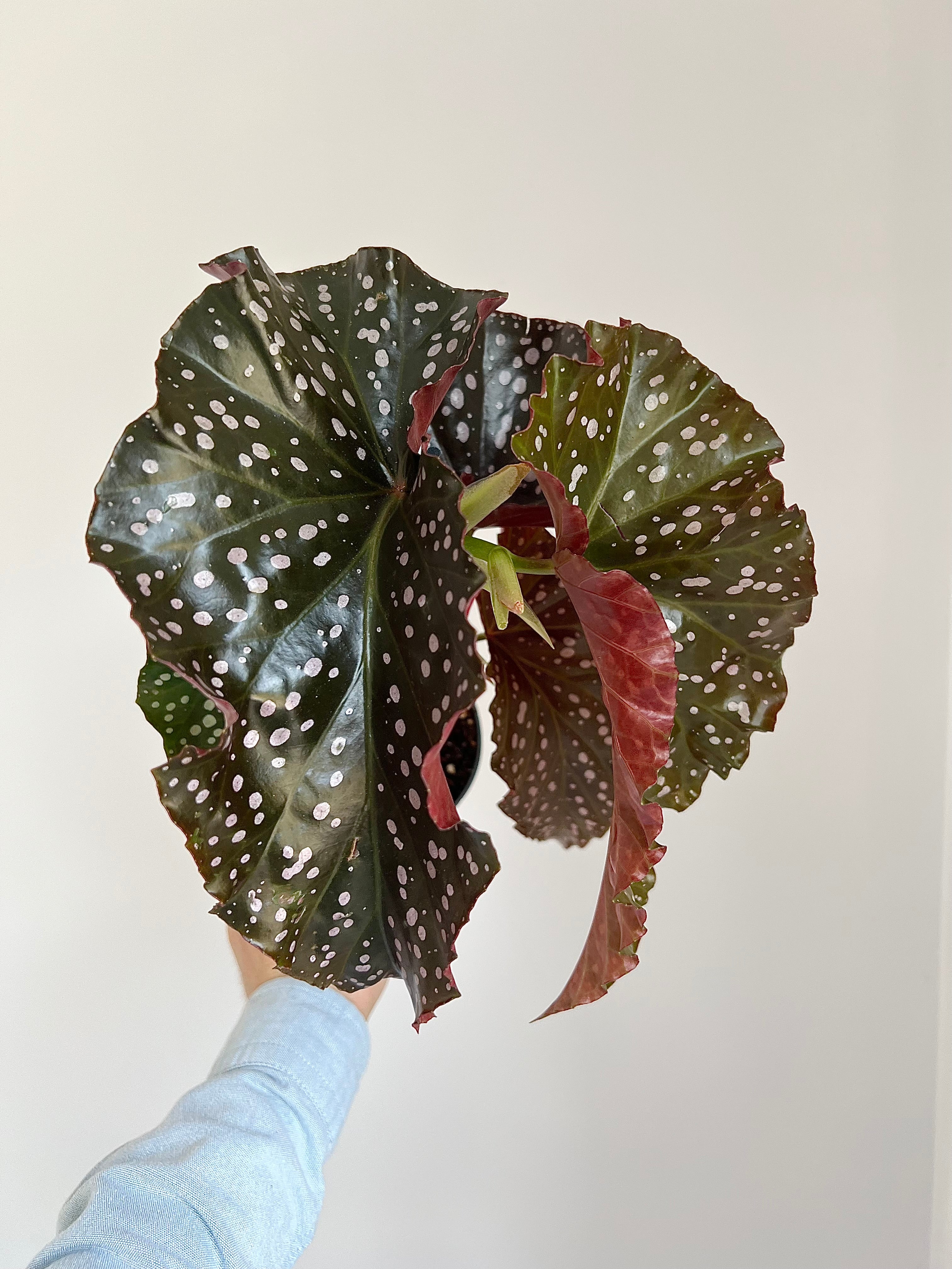 Begonia cracklin Rosie