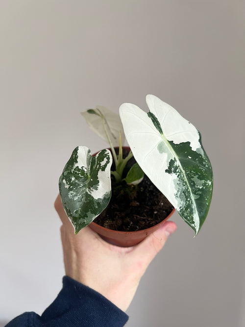 Alocasia micholitziana Frydek Variegata