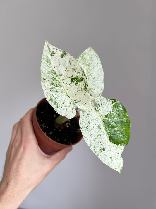 Alocasia macrorrhiza splash