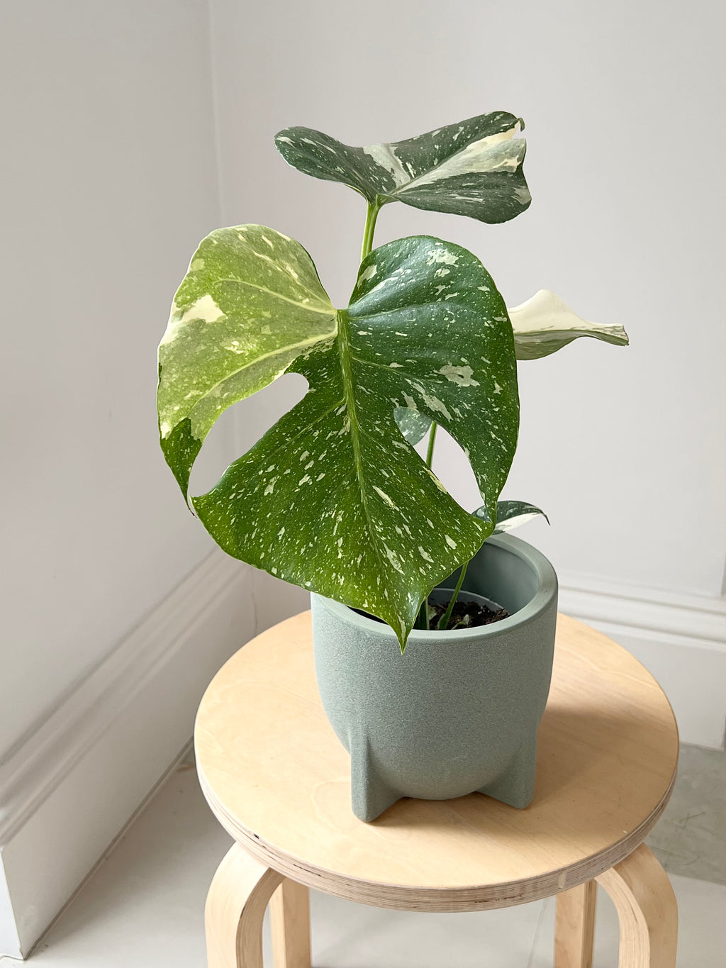 Monstera Thai constellation