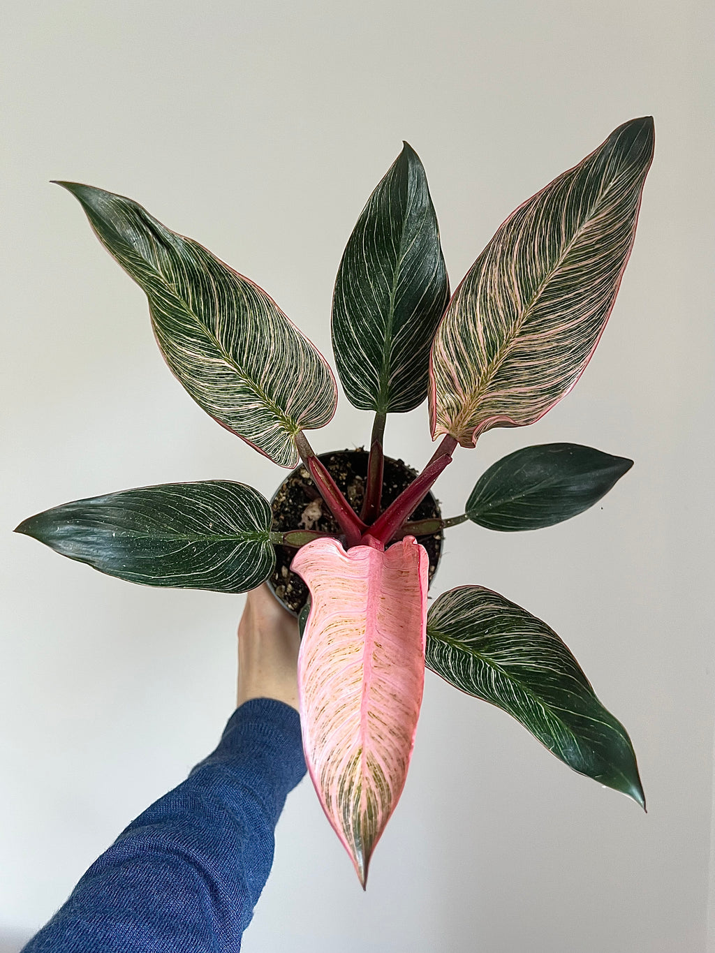 Philodendron pink birkin