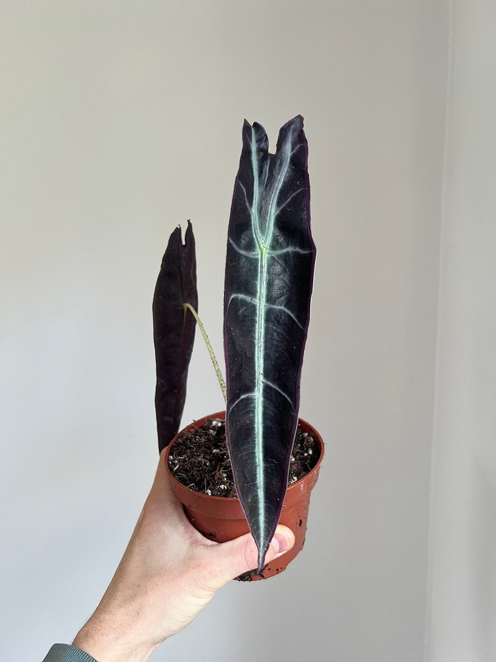 Alocasia longiloba purple