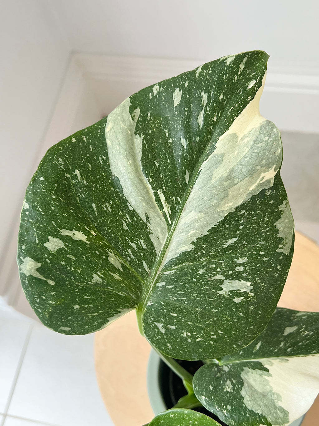 Monstera Thai constellation