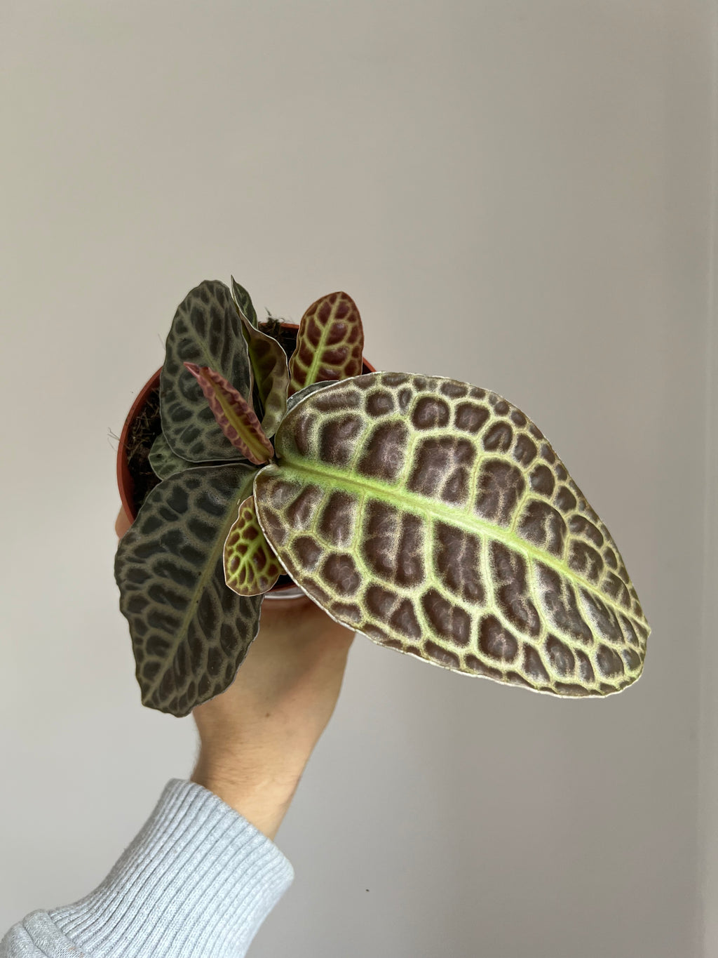 Labisia turtle back