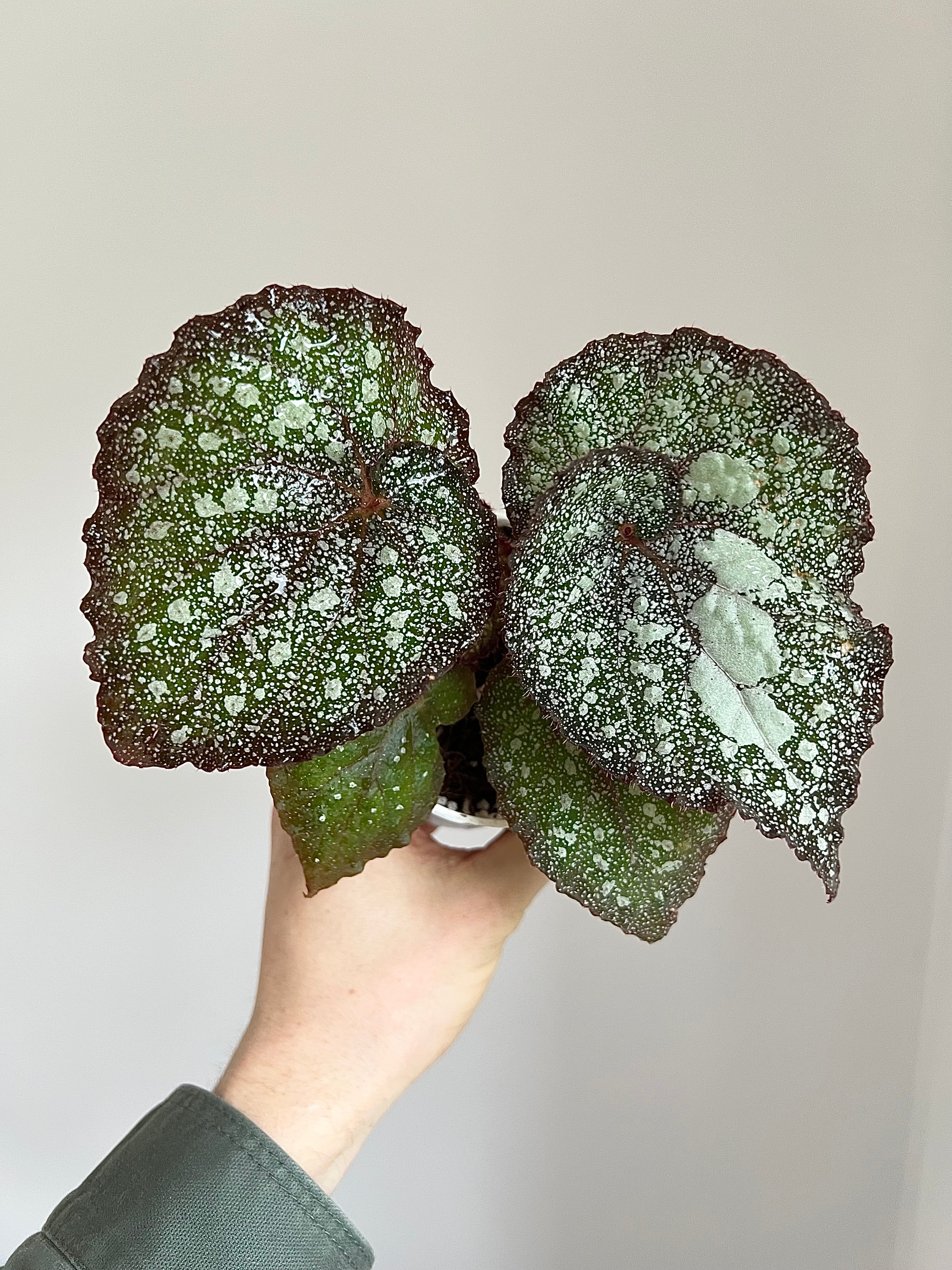 Begonia super universe