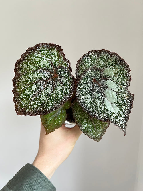 3 months rare plant subscription (free delivery)