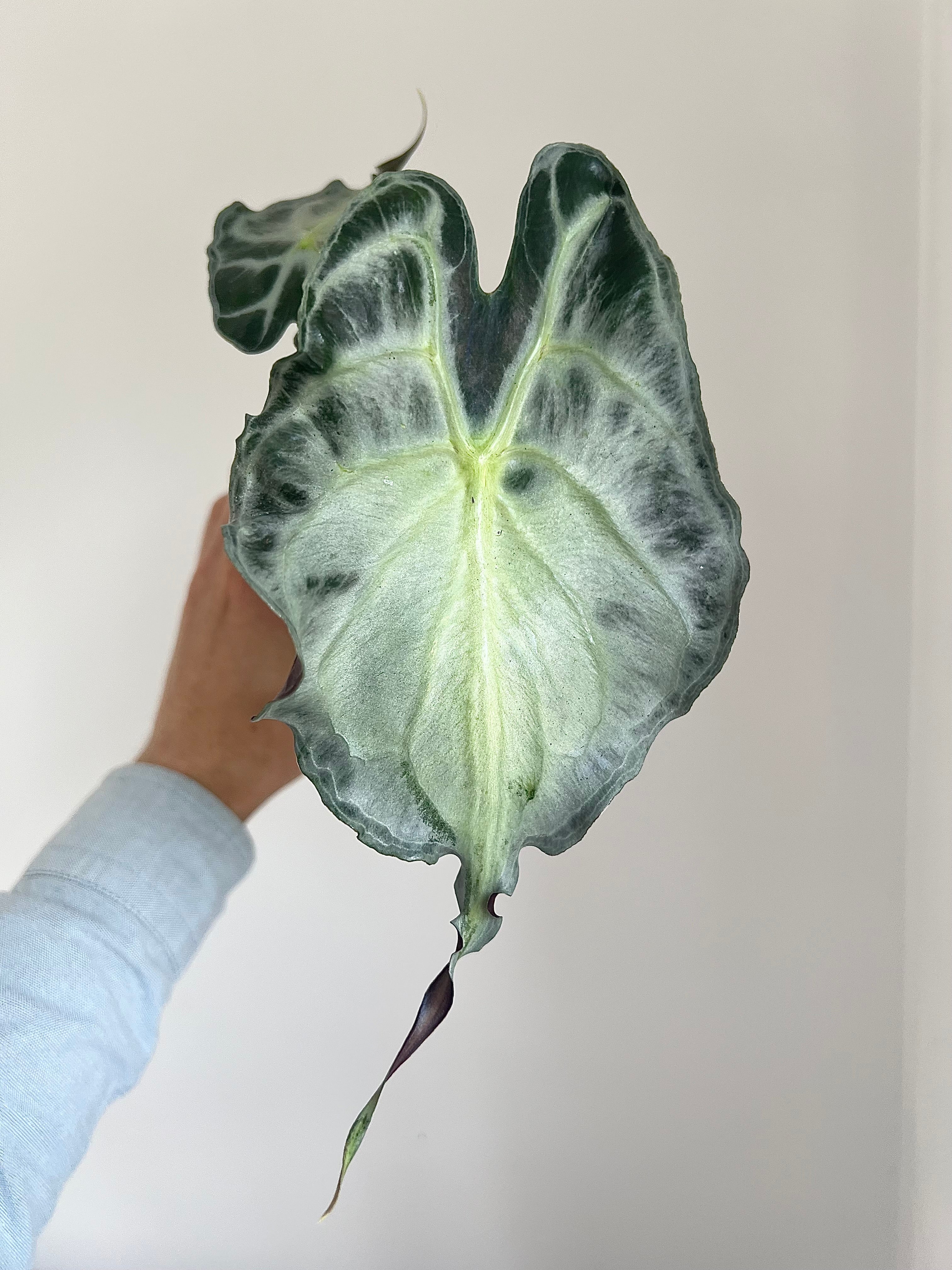 Alocasia venom