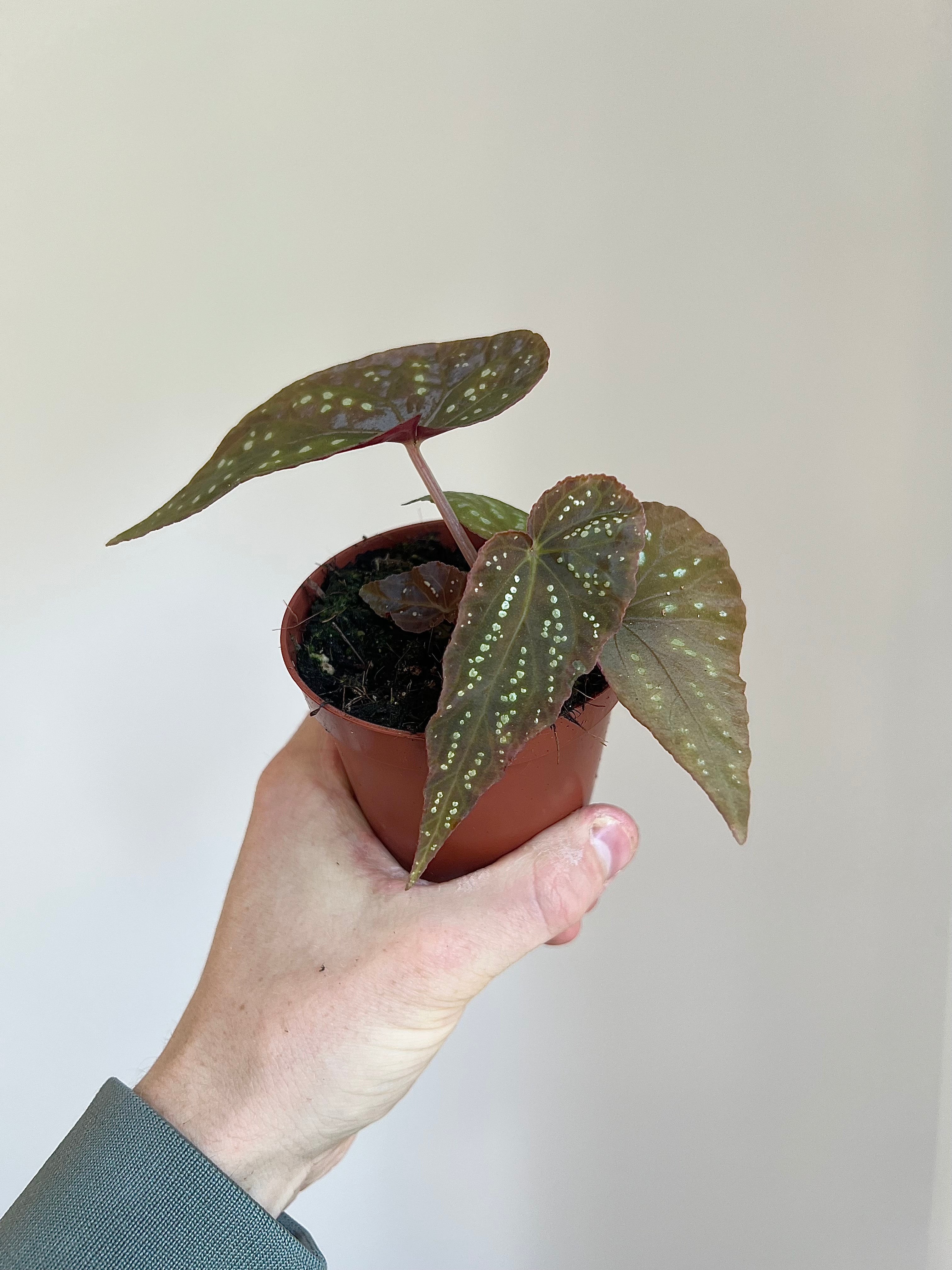 Begonia ‘Pandora