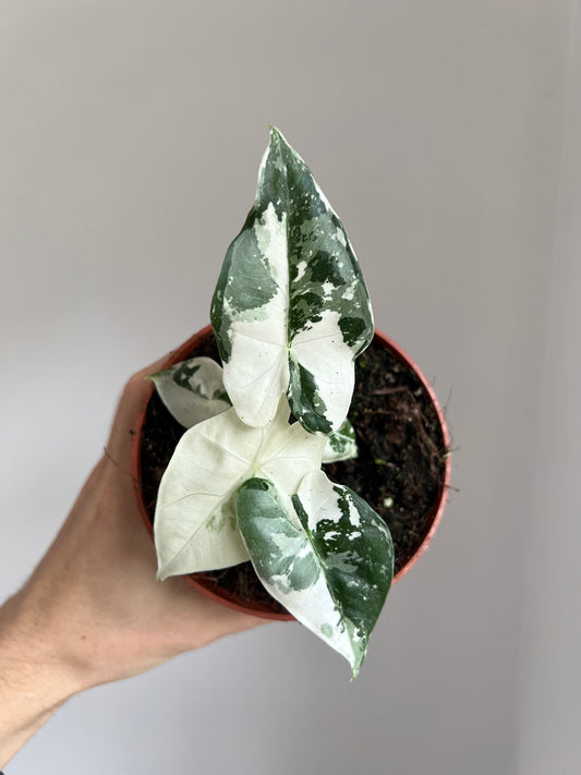 Alocasia micholitziana Frydek Variegata