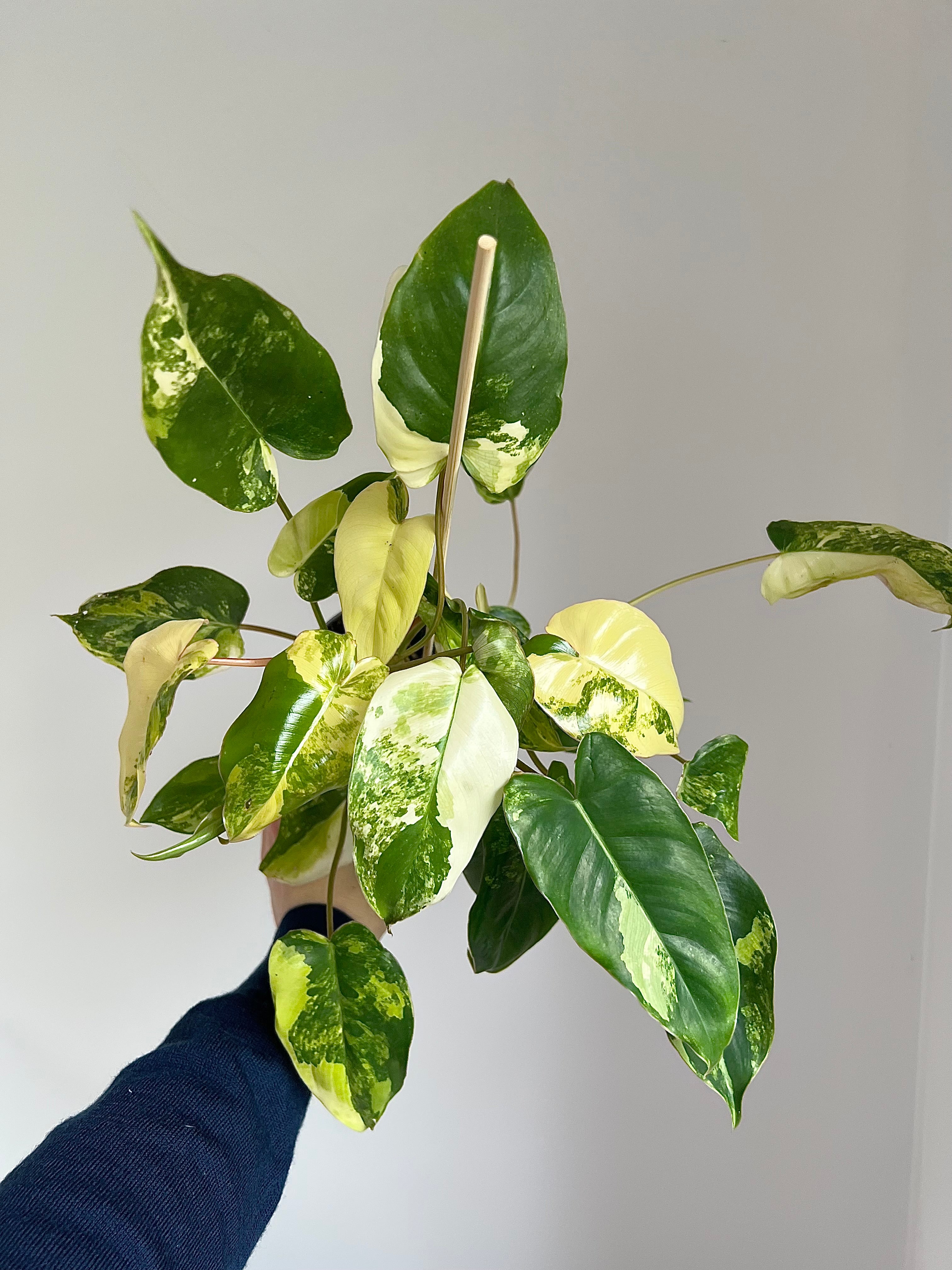 Philodendron burle marxii variegata