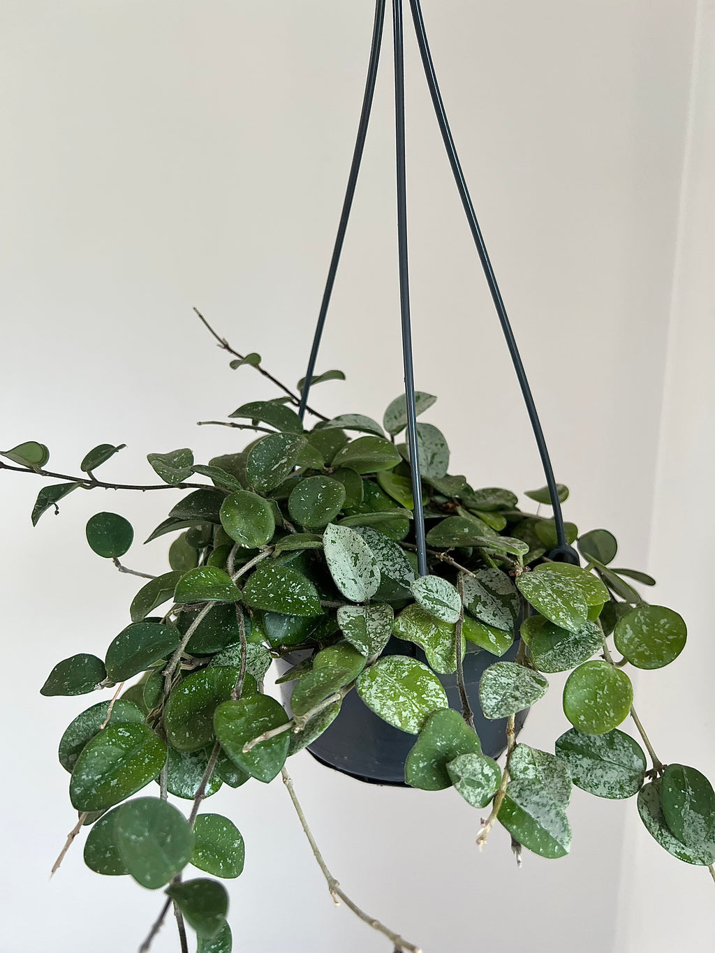 3 months Pet-friendly plant subscription (Free Delivery)