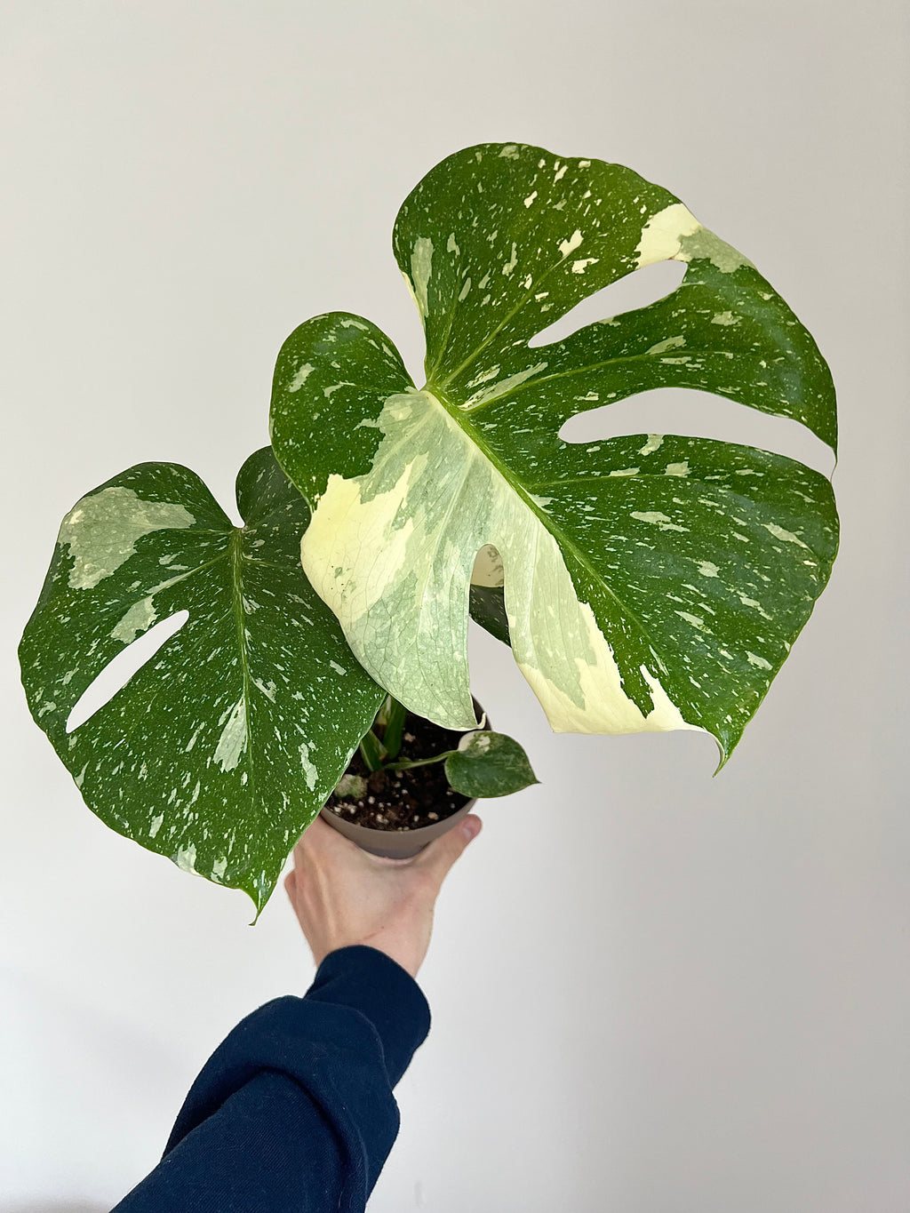 Monstera Thai constellation