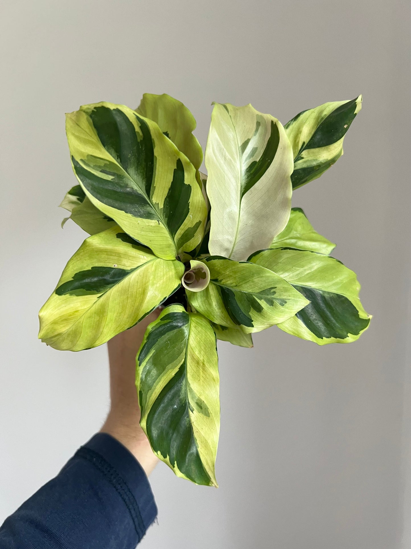 Calathea Yellow fusion