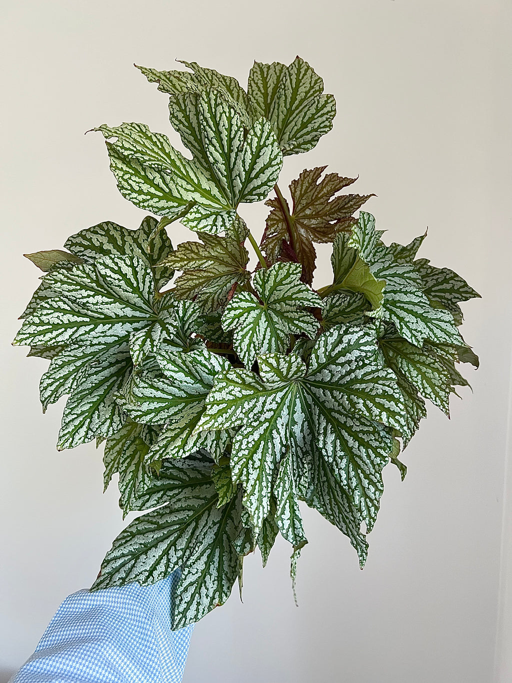 Begonia silver maple