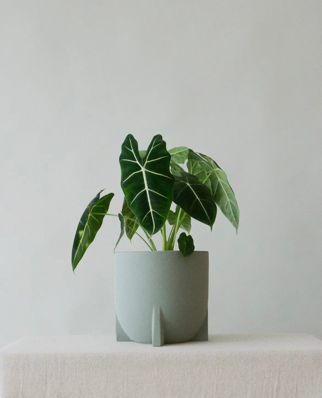 Stoneware sage plant pot