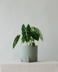Stoneware sage plant pot